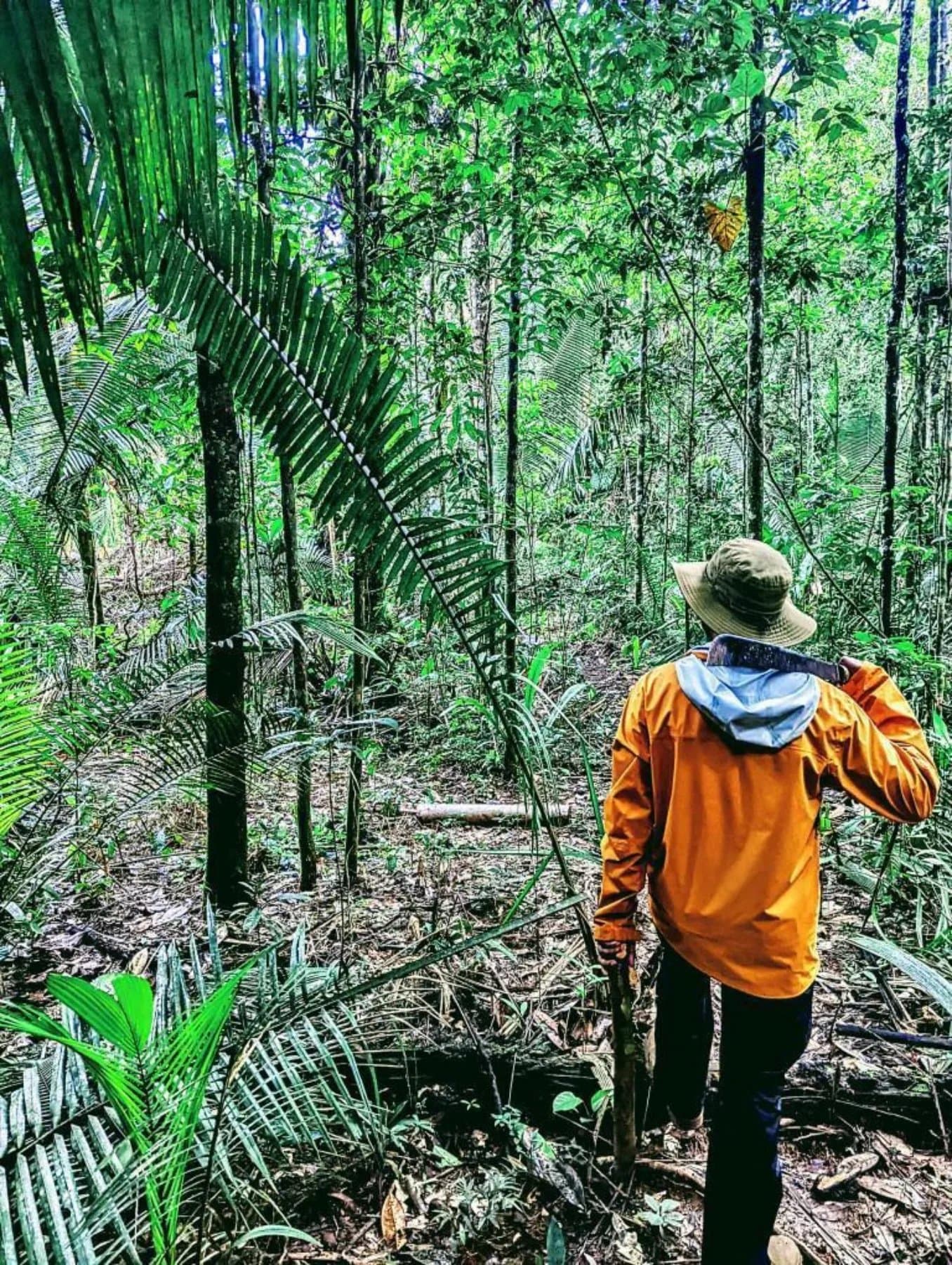 Le guide lit la forêt comme d'autres lisent une carte. Un guide en veste orange et chapeau à larges bords ouvre un chemin à travers la végétation dense de la forêt tropicale, machette à l'épaule, entouré de palmiers et d'arbres tropicaux