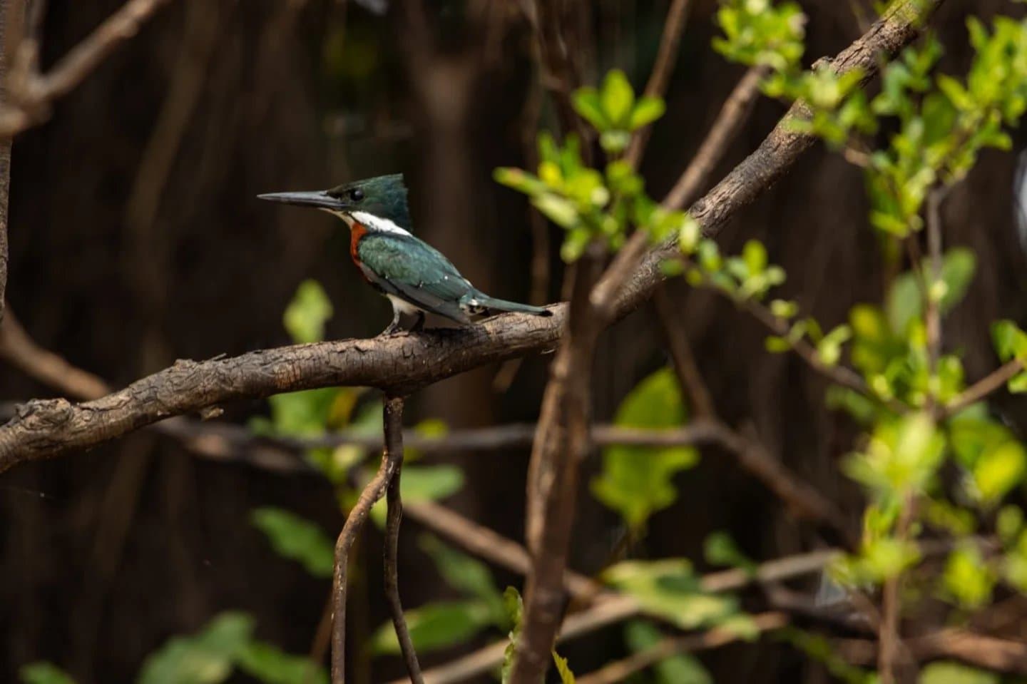 Immobile sur sa branche, il surveille l'eau avec une concentration redoutable. Un martin-pêcheur aux teintes bleu-vert et roux perché sur une branche nue parmi la végétation riveraine de l'Amazonie