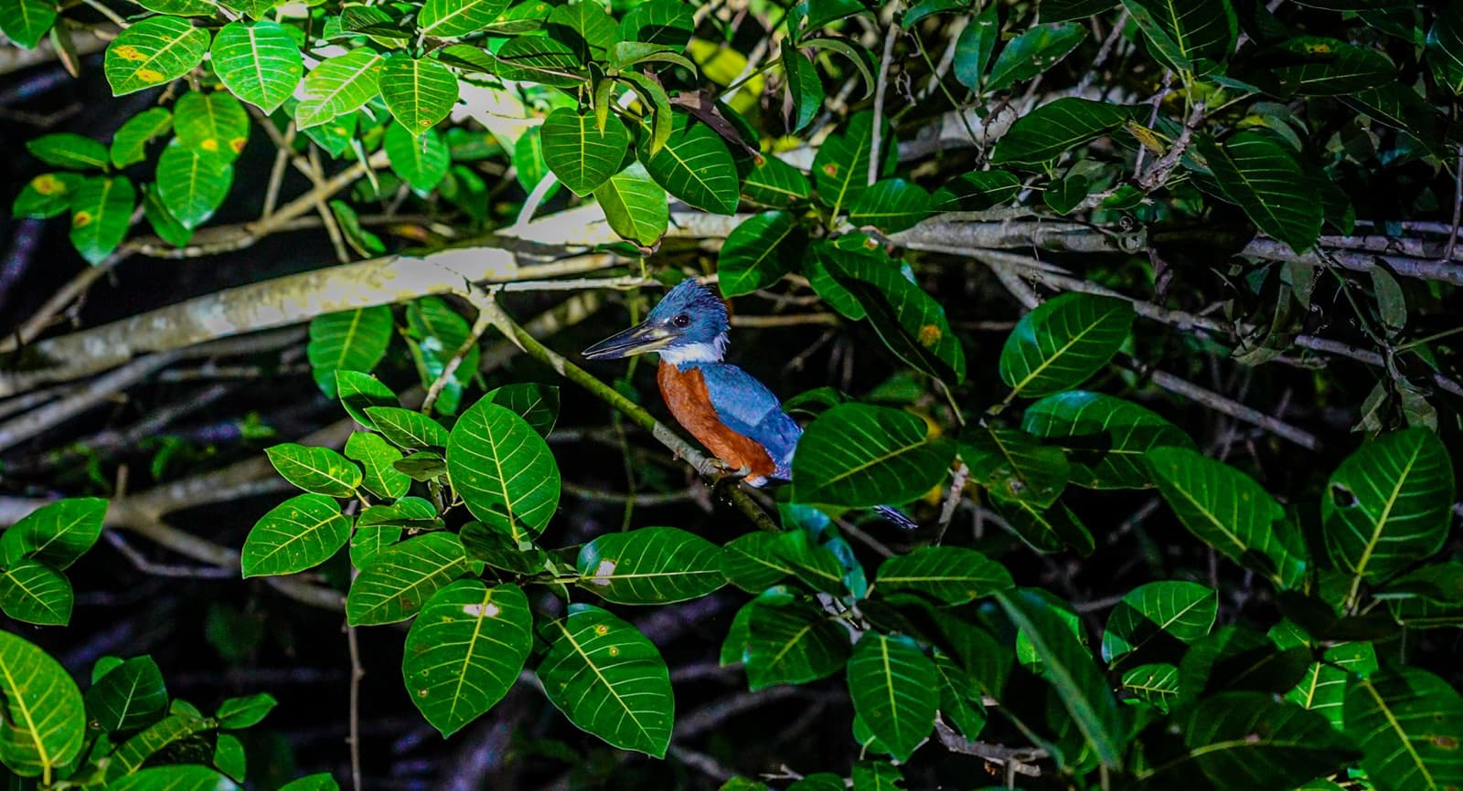 Il scrute l'eau depuis son perchoir, indifférent au monde autour de lui. Un martin-pêcheur bleu et roux posé sur une branche au cœur d'un dense feuillage tropical en Amazonie