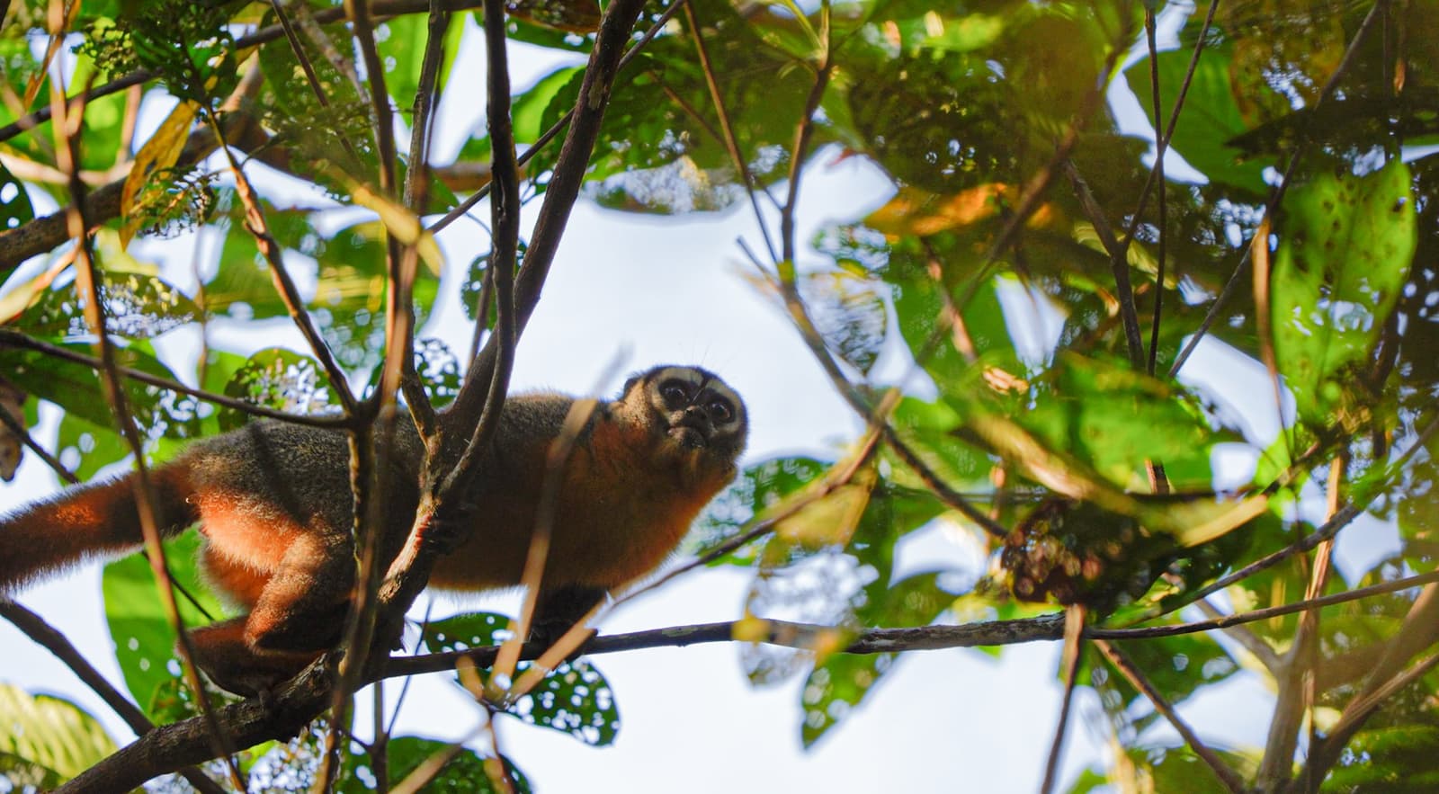 Regard croisé en forêt. Il a l'air bien plus curieux que surpris. Un petit singe nocturne au pelage roux s'accroche à une branche dans la canopée de la forêt tropicale, ses grands yeux fixant l'objectif