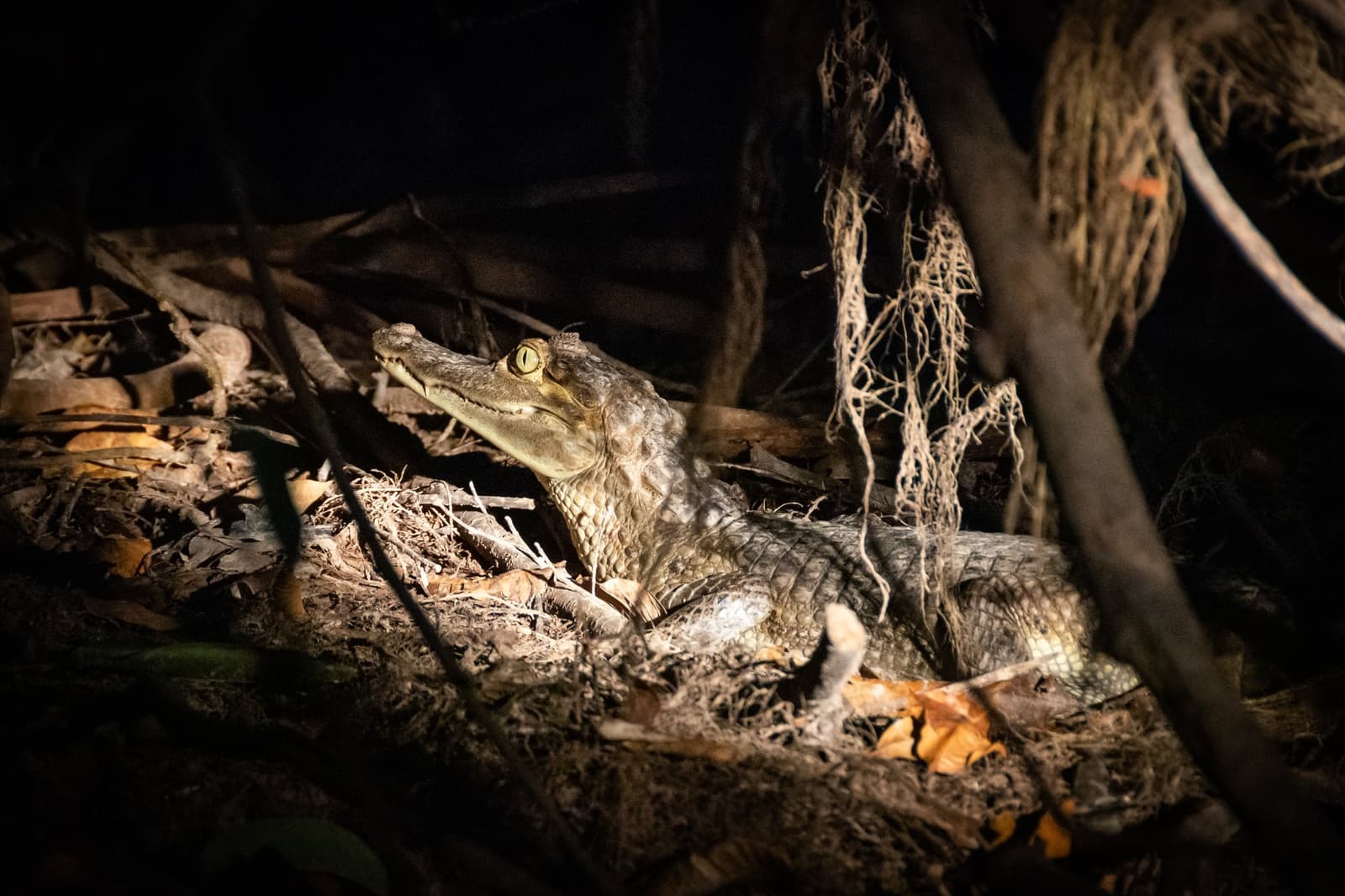 Wer nachts in den Dschungel geht, wird selbst beobachtet. Ein junger Kaiman im Scheinwerferlicht einer Nachttour der Anavilhanas Jungle Lodge Brasilien, sein goldenes Schlitzauge glänzt zwischen Wurzeln und Laub auf dem Waldboden