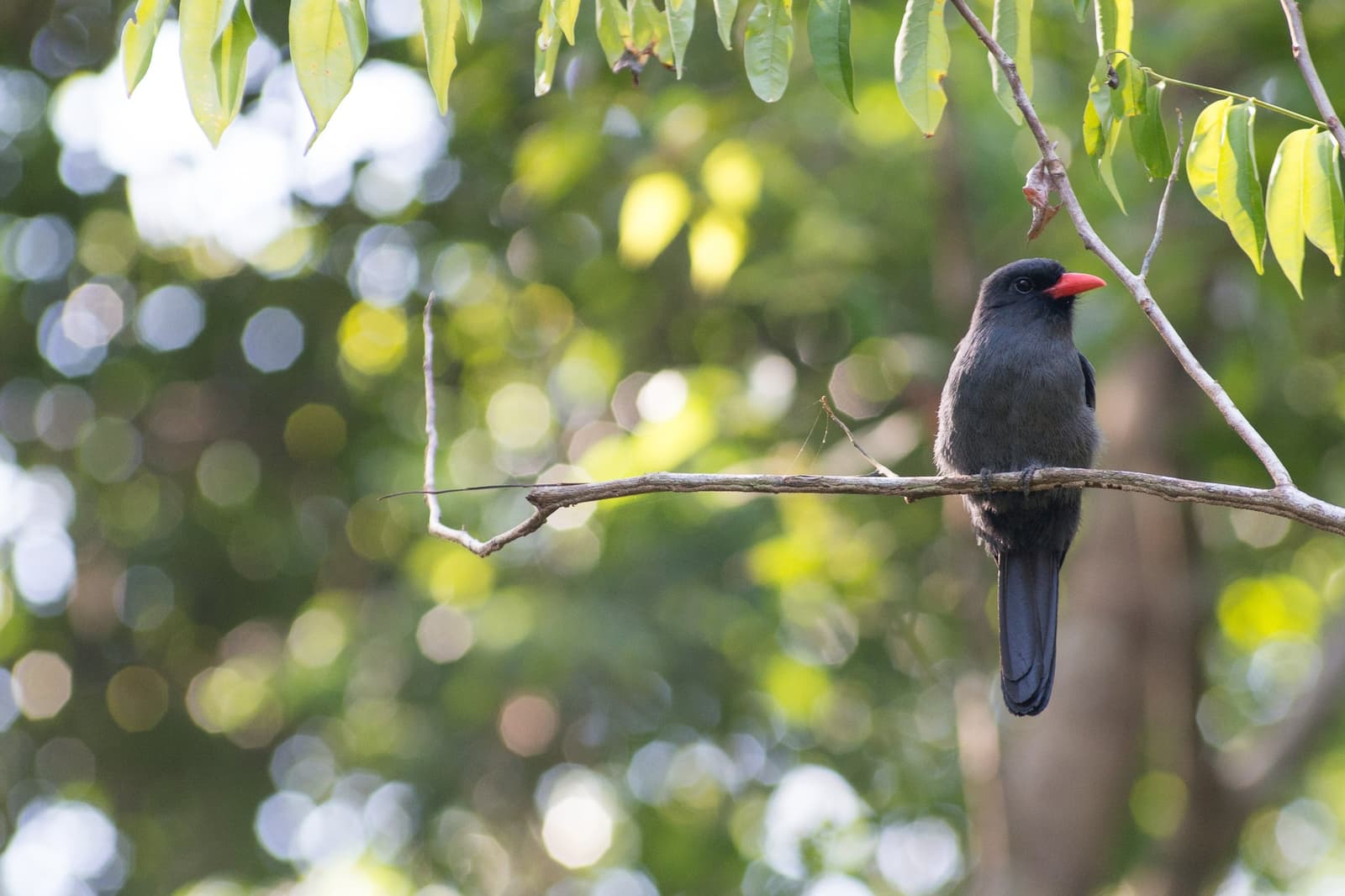 Dieser rote Schnabel braucht keine weitere Einführung. Ein schiefergrauer Vogel mit leuchtendem roten Schnabel sitzt auf einem kahlen Ast vor dem verschwommenen grünen Blätterdach des Amazonas-Regenwaldes in der Anavilhanas Jungle Lodge Brasilien