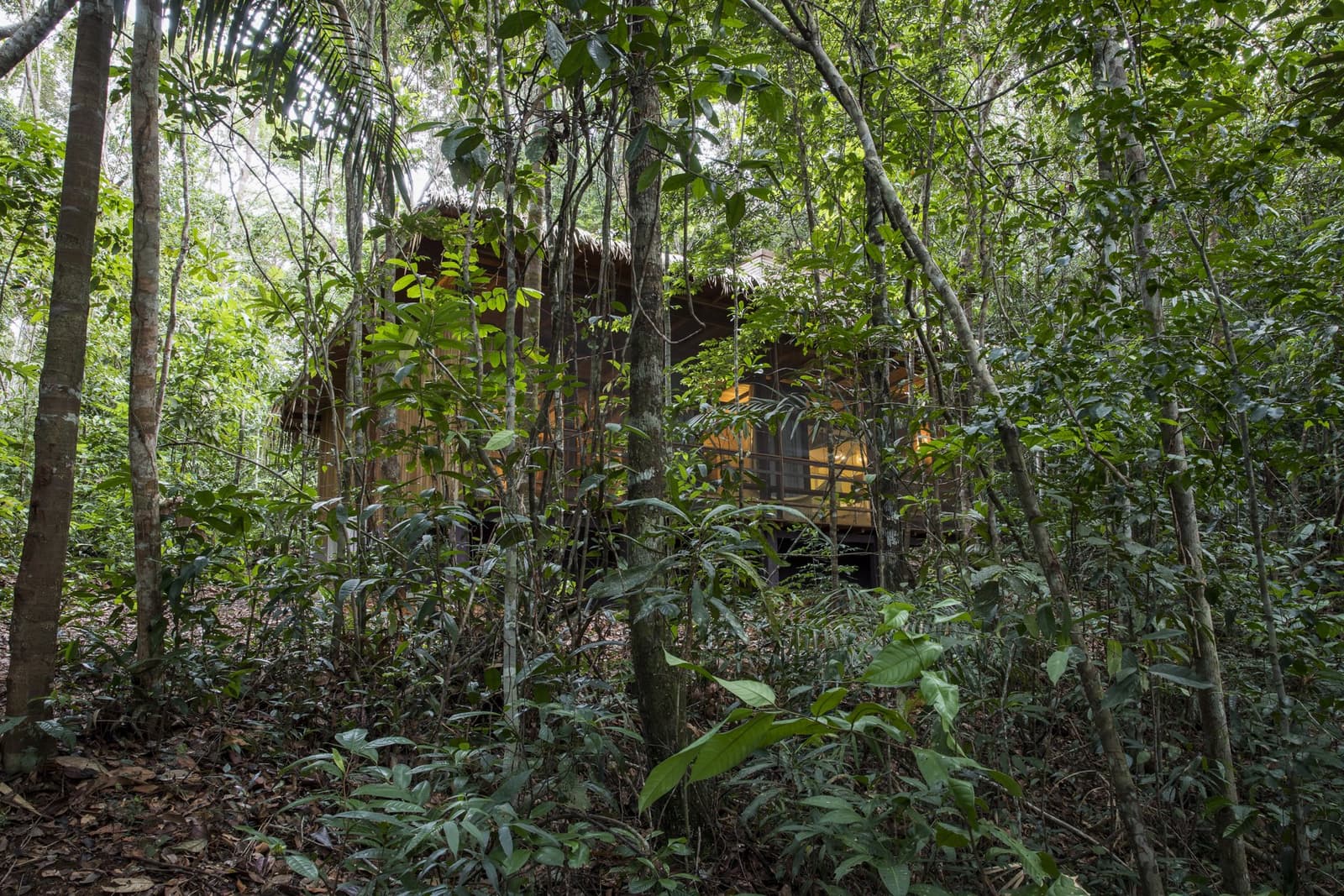 Fast unsichtbar im Grünen, und genau das ist der Punkt. Eine Holzhütte mit Strohdach der Anavilhanas Jungle Lodge in Brasilien, kaum sichtbar hinter dichtem tropischen Regenwald-Unterwuchs
