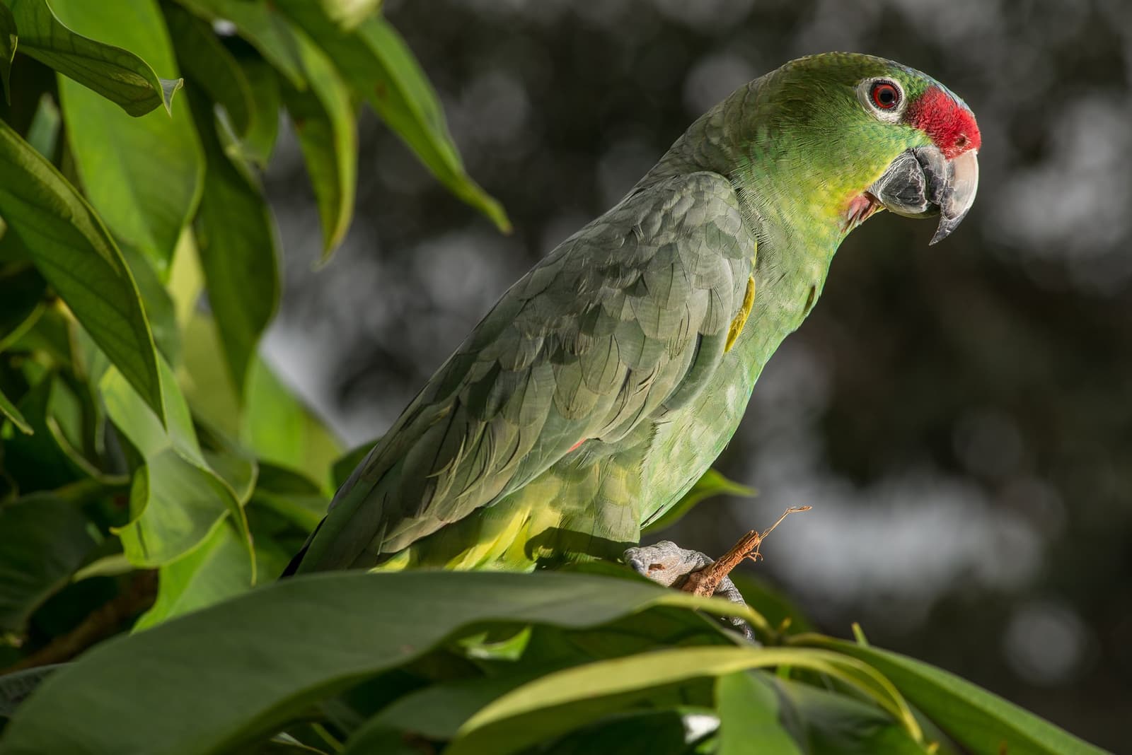 Grün, rot, und völlig unbeeindruckt von der Kamera. Ein grüner Papagei mit leuchtend roter Stirn sitzt auf einem belaubten Ast im Amazonas-Regenwald beim Anavilhanas Jungle Lodge Brazil