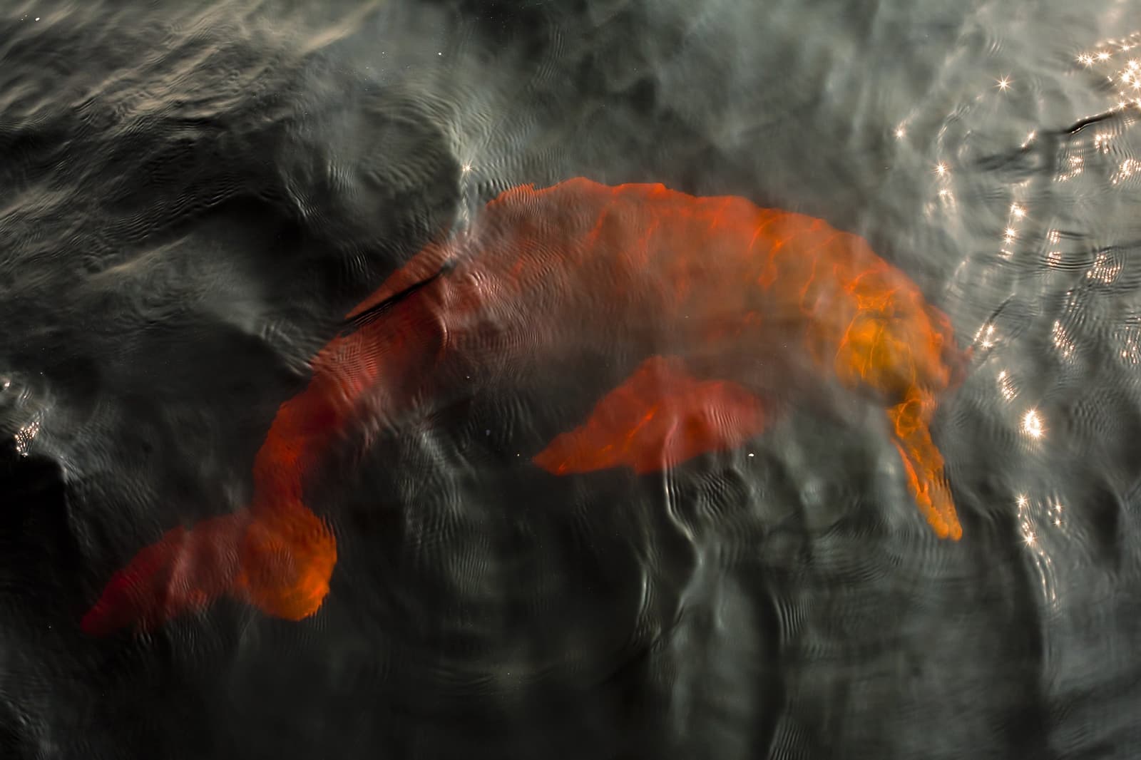 Direkt unter der Oberfläche, und völlig unbeeindruckt von dem, was darüber passiert. Ein Amazonas-Flussdelfin gleitet knapp unter der dunklen Oberfläche des Rio Negro, sein orange-rosafarbener Körper durch das Wellenspiel des Wassers im Anavilhanas Jungle Lodge Brazil verzaubert