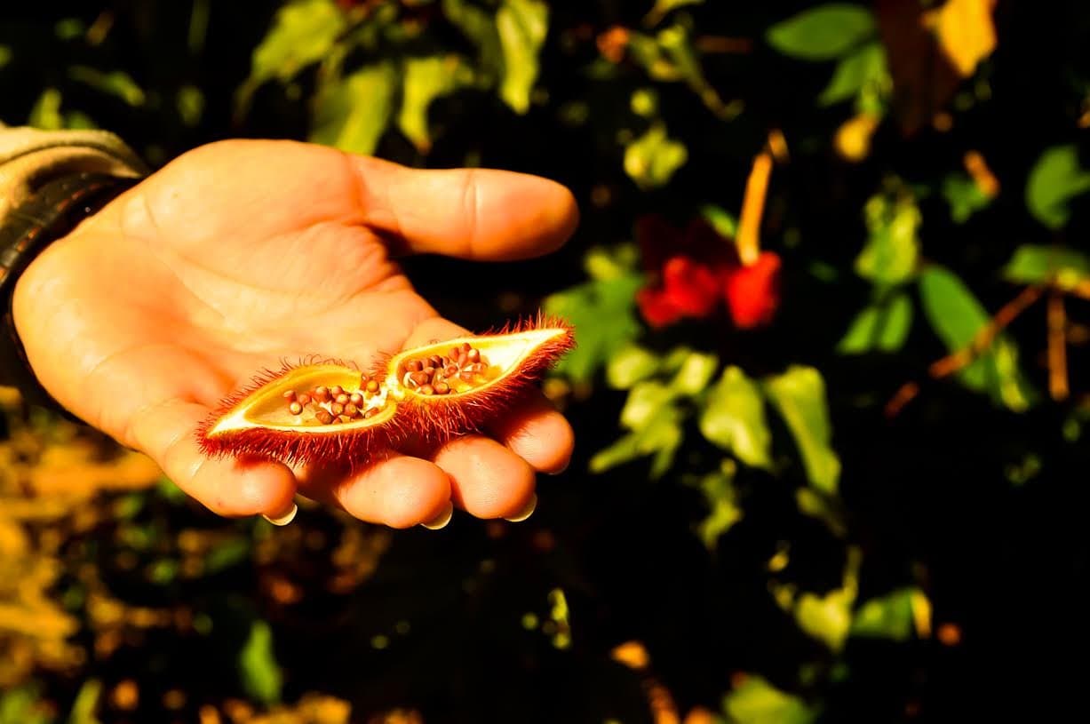 Aufgebrochen leuchtet die Annatto-Schote wie eine kleine Flamme in der Handfläche. Eine Hand hält eine geöffnete Annatto-Samenschote mit leuchtend orangeroten Samen in ihrer stacheligen Hülle, umgeben von üppigem grünem Laub