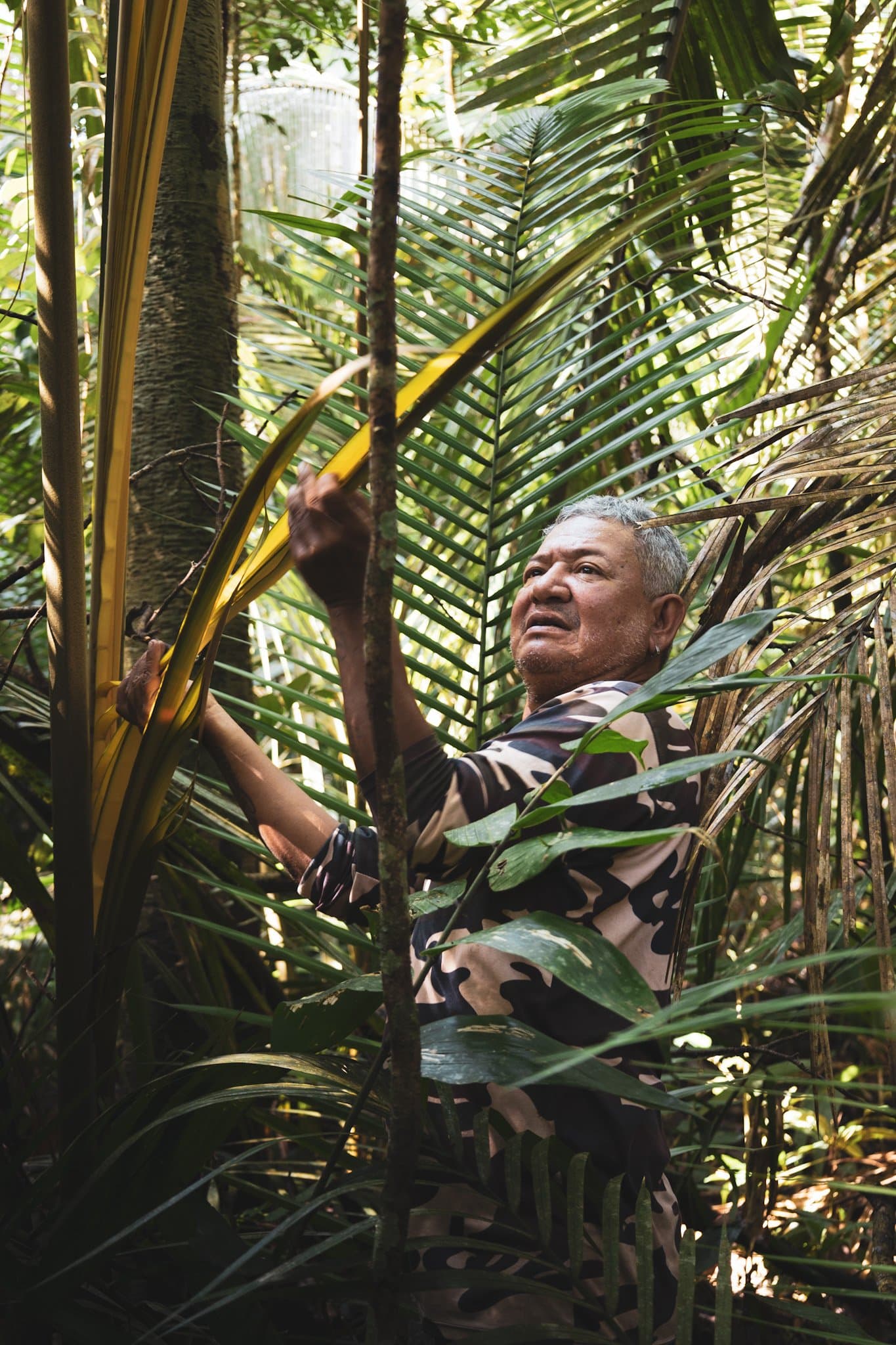 Jahrzehntelanges Waldwissen, weitergegeben mit ruhiger Hand. Ein älterer einheimischer Führer demonstriert Dschungel-Überlebenstechniken auf einer Brasilien-Amazonas-Dschungeltour und schält ein leuchtendes gelbes Palmwedel im dichten Regenwald