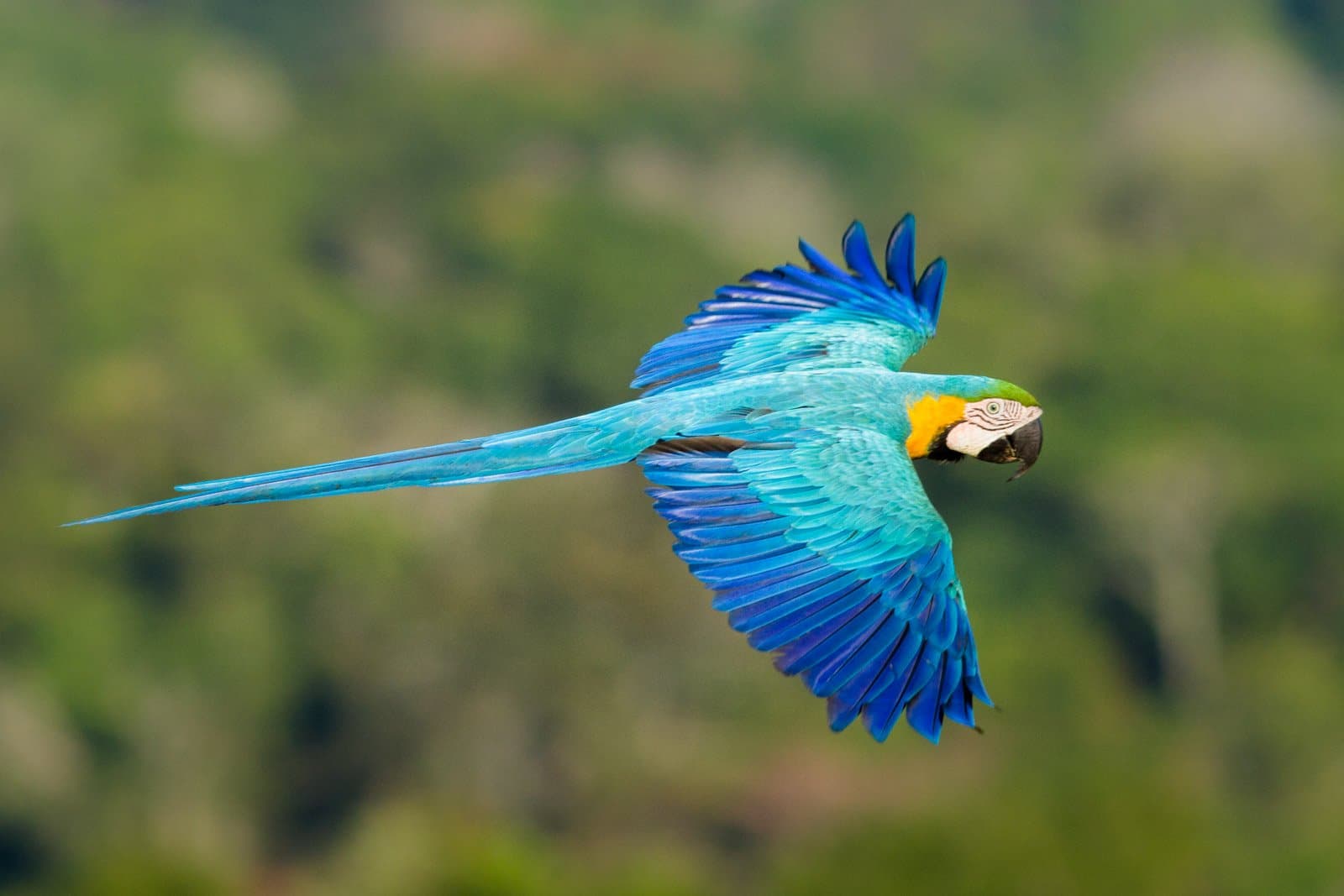 Volle Flügelspannweite, kein Zögern, dieser Ara gehört dem Himmel. Ein Blaugelber Ara im Flug vor einem verschwommenen grünen Waldhintergrund im Cristalino Jungle Lodge-Gebiet, mit vollständig ausgebreiteten Flügeln in leuchtendem Türkis, Kobaltblau und Gelb