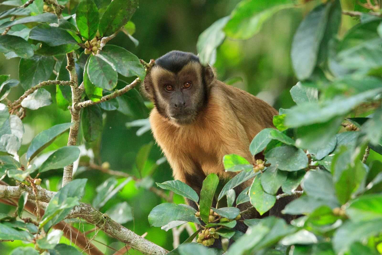 Neugier auf Gegenseitigkeit. Dieser Kapuziner wollte auch wissen, wer da fotografiert. Ein brauner Kapuzineraffe sitzt zwischen dichten grünen Blättern und fruchtenden Ästen im Cristalino Jungle Lodge und blickt mit bernsteinfarbenen Augen direkt in die Kamera