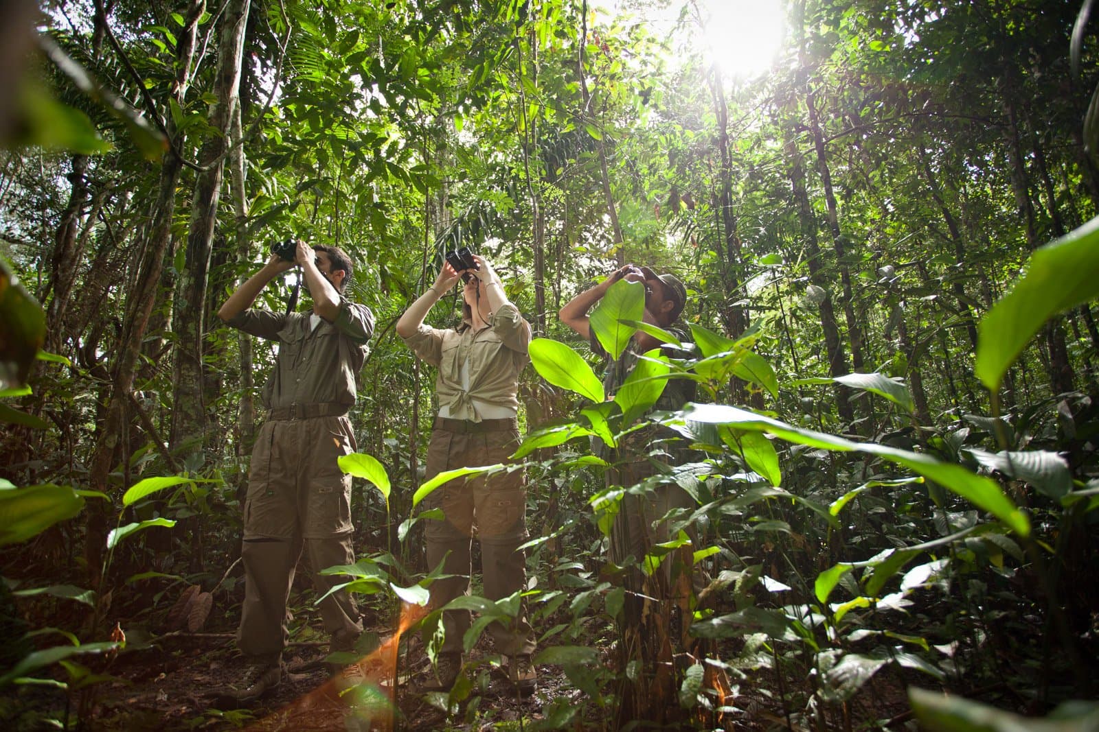 Ferngläser hoch, Atem anhalten, der Regenwald flüstert, wenn man genau hinhört. Drei Gäste richten Ferngläser zum Kronendach bei einer geführten Vogelbeobachtungswanderung im Cristalino Jungle Lodge, umgeben von dichtem tropischem Unterholz und lianenbewachsenen Bäumen