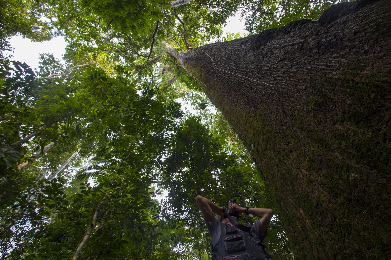 Manche Bäume sind einfach größer als jede Erwartung. Ein Fotograf blickt am Cristalino Jungle Lodge an einem riesigen Regenwaldbaumstamm empor, während sich das dichte grüne Blätterdach hoch über ihm erstreckt