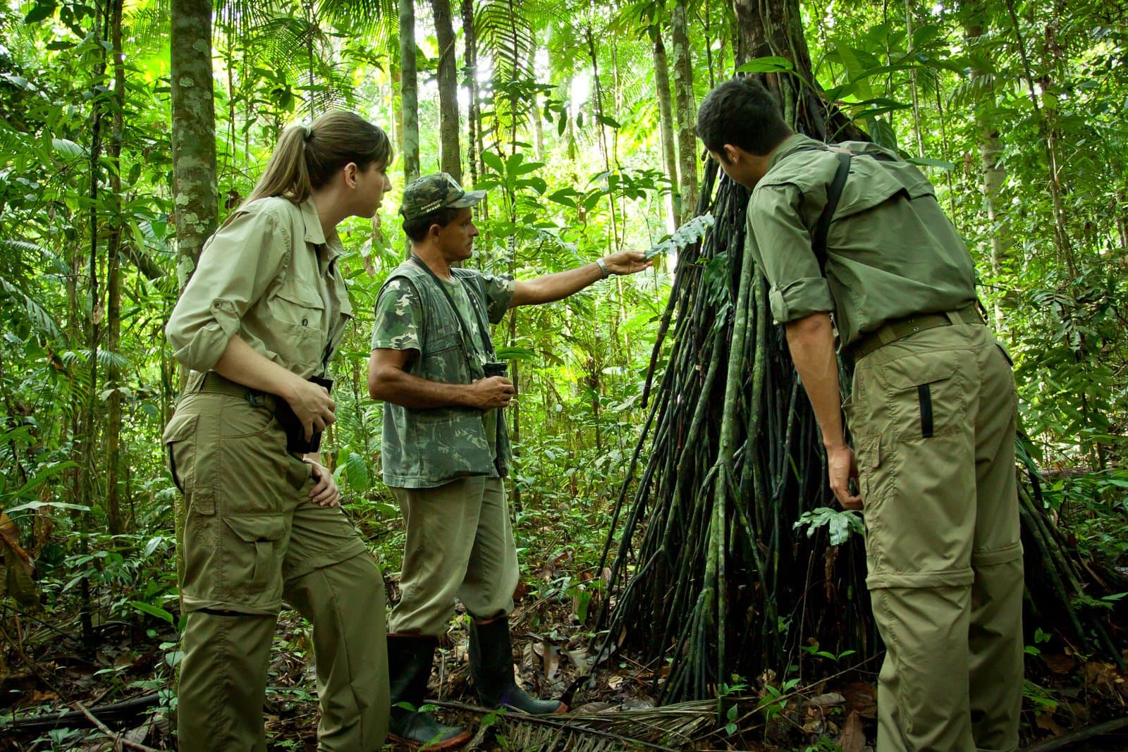 Ein guter Guide verwandelt einen Baum in eine Geschichte, man muss nur zuhören. Ein einheimischer Führer im Cristalino Jungle Lodge zeigt zwei Gästen in Khaki-Kleidung die Luftwurzeln eines großen Regenwaldbäumes während einer geführten Wanderung