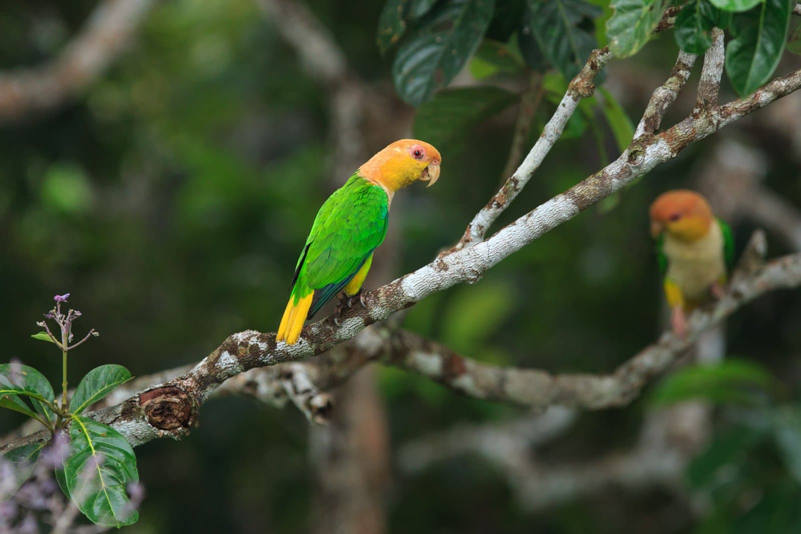 Zwei Vögel, ein Ast, keinerlei Bereitschaft zum Teilen. Zwei grüne Papageien mit orangefarbenem Kopf sitzen auf einem mit Flechten bewachsenen Ast in der üppigen Regenwaldvegetation der Cristalino Jungle Lodge
