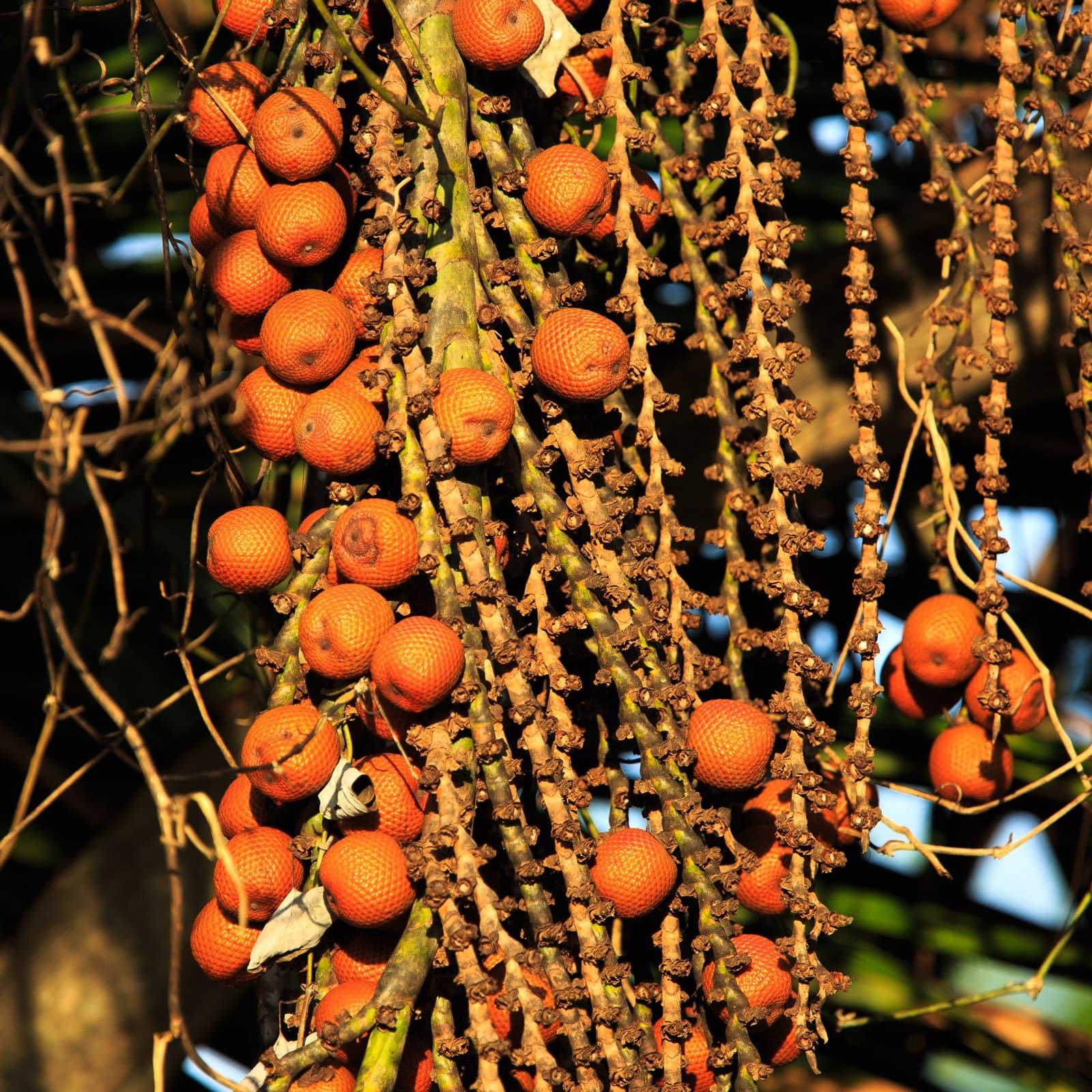Die Palmfrüchte leuchten orange, als wollten sie die ganze Vogelwelt einladen. Ein dichter Cluster leuchtend orangefarbener, schuppiger Palmenfrüchte hängt an verzweigten Stielen im Cristalino Jungle Lodge, in warmem Goldlicht gebadet