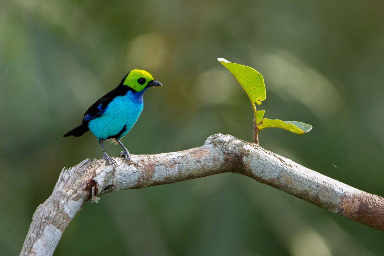 Drei Farben, kein Understatement, dieser Vogel kennt keine Zurückhaltung. Ein Paradies-Tangare mit leuchtend gelbgrünem Kopf, schwarzer Maske und türkisfarbener Brust sitzt auf einem kahlen Ast in der Cristalino Jungle Lodge
