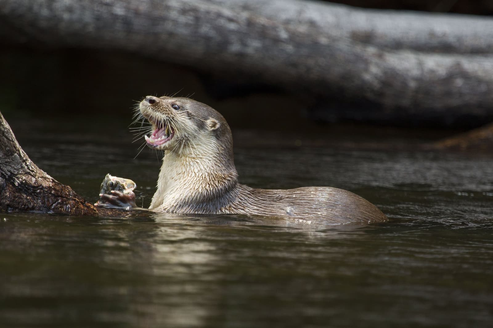 Mittagessen ohne Tischmanieren, und kein bisschen Reue. Ein nasser Flussotter hält einen frisch gefangenen Fisch in den Pfoten und reißt den Kopf mit geöffnetem Maul neben einem halb versunkenen Baumstamm zurück