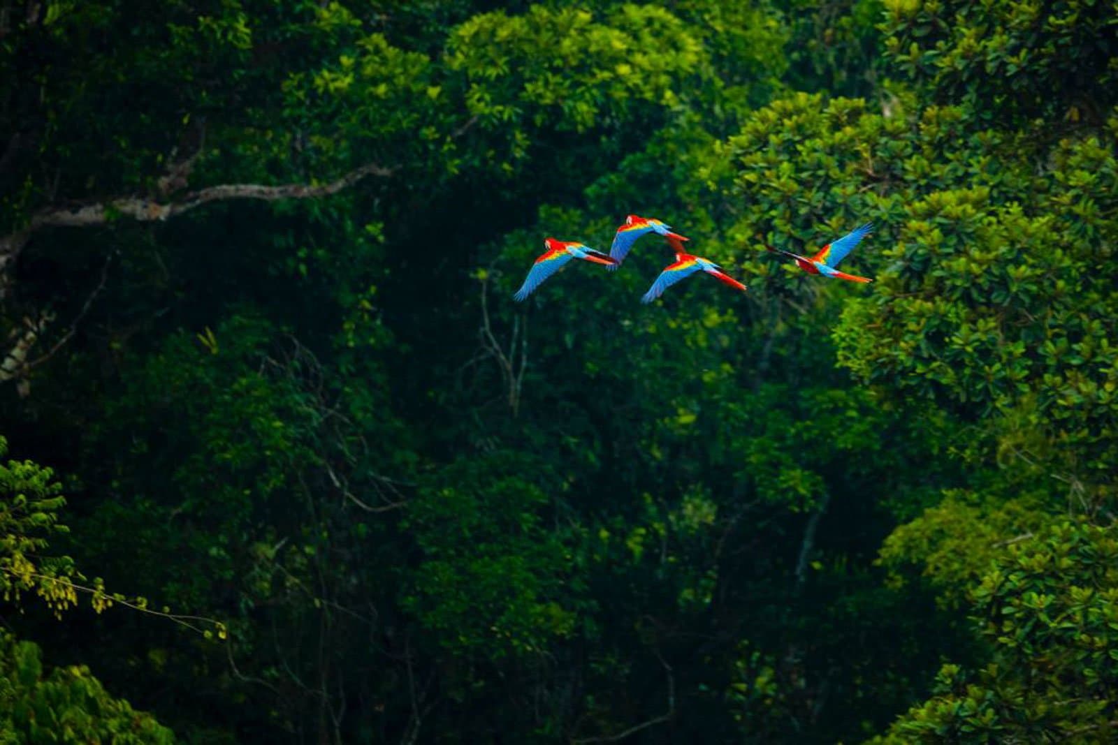 Drei Aras, die sich um keinen Fahrplan kümmern müssen. Vier Hellrote Aras im Flug vor einem dichten grünen Regenwalddach im Cristalino Jungle Lodge, mit weit ausgebreiteten rot-blau-gelben Schwingen