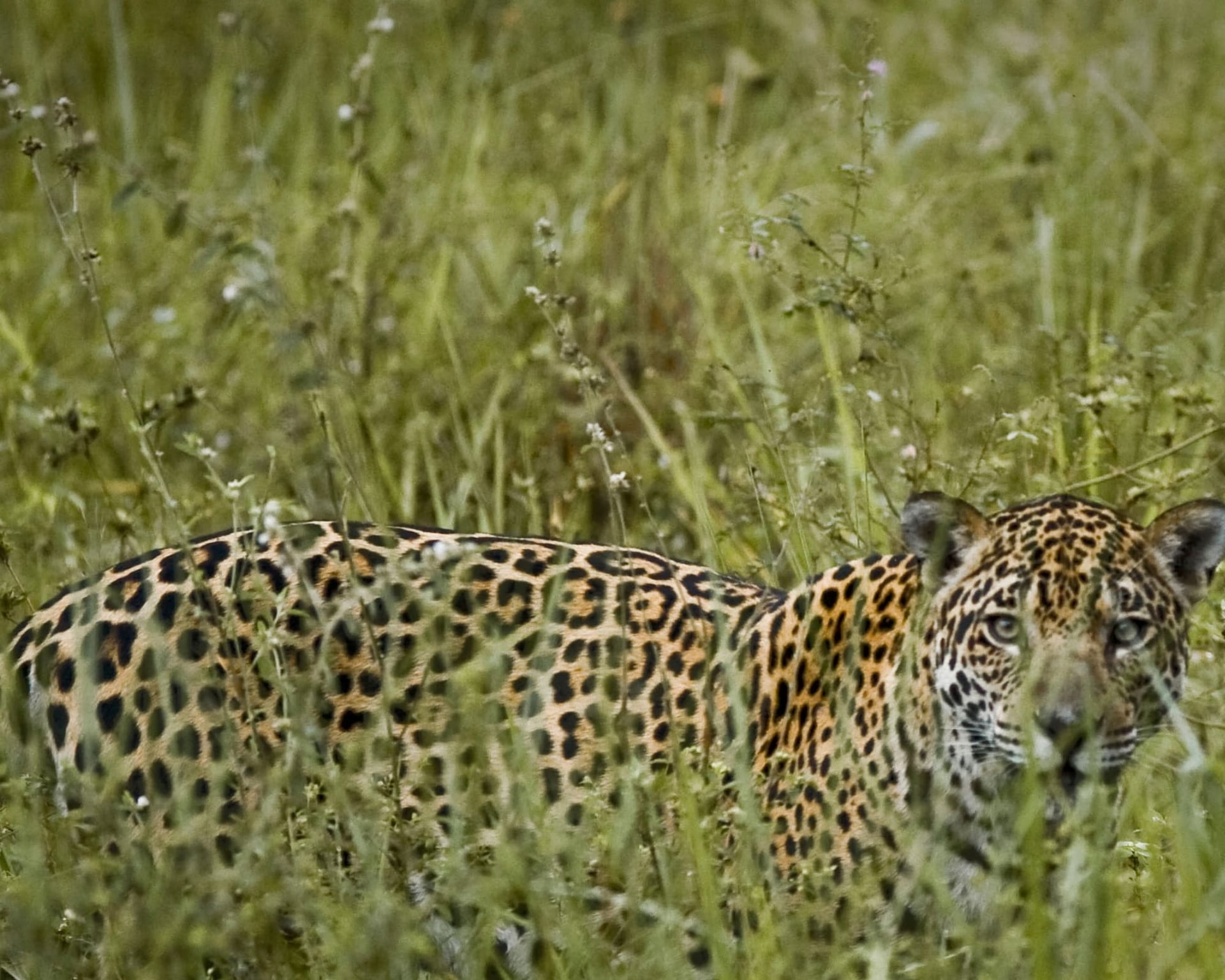 What is the best Pantanal safari in Brazil? What is the best Pantanal safari in Brazil?