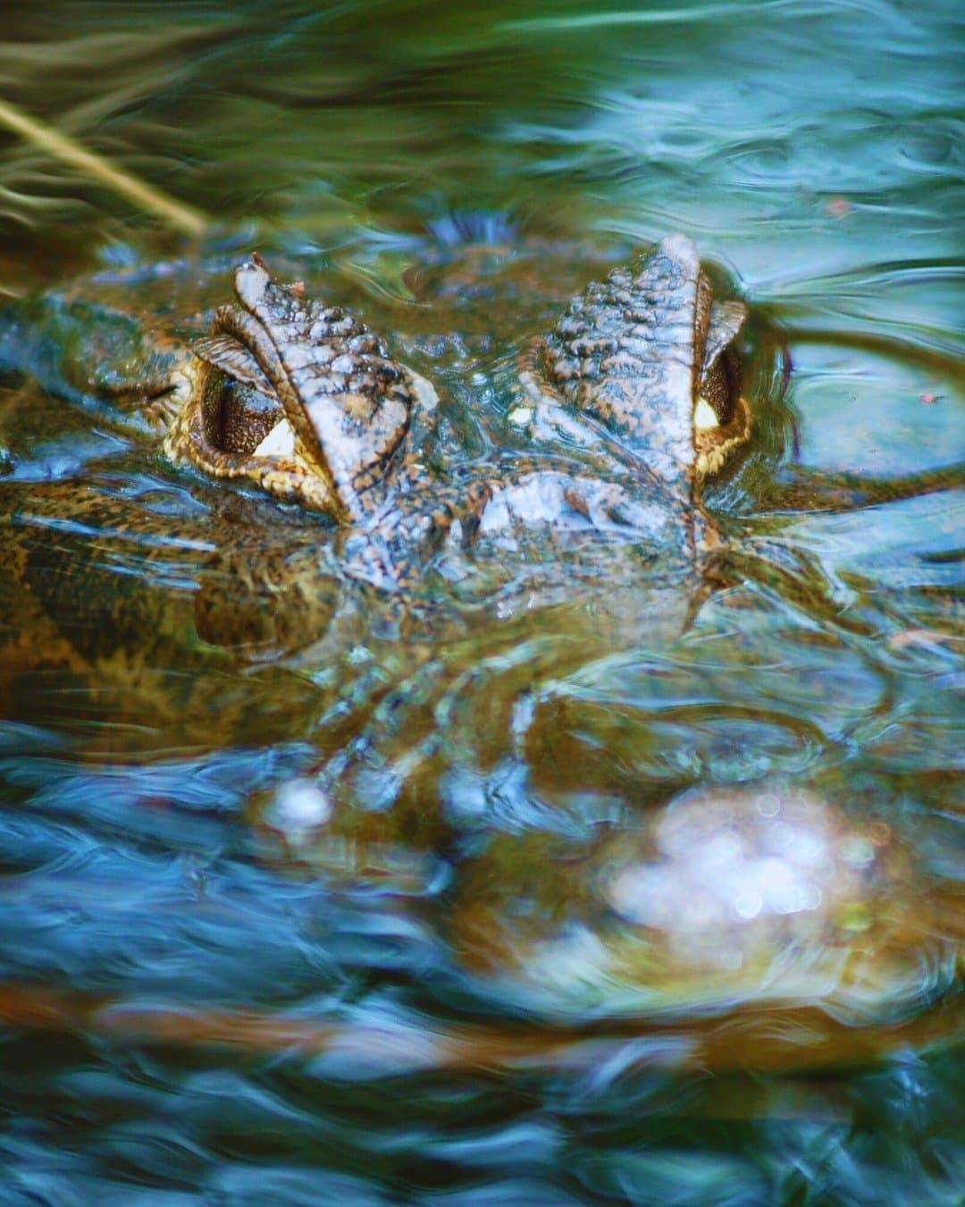 Es hat dich schon längst im Blick, bevor du es bemerkst. Gepanzerte Augen und Schnauze eines Kaimans, der beim Nachtausflug im Juma Amazon Jungle Lodge kaum die Wasseroberfläche durchbricht