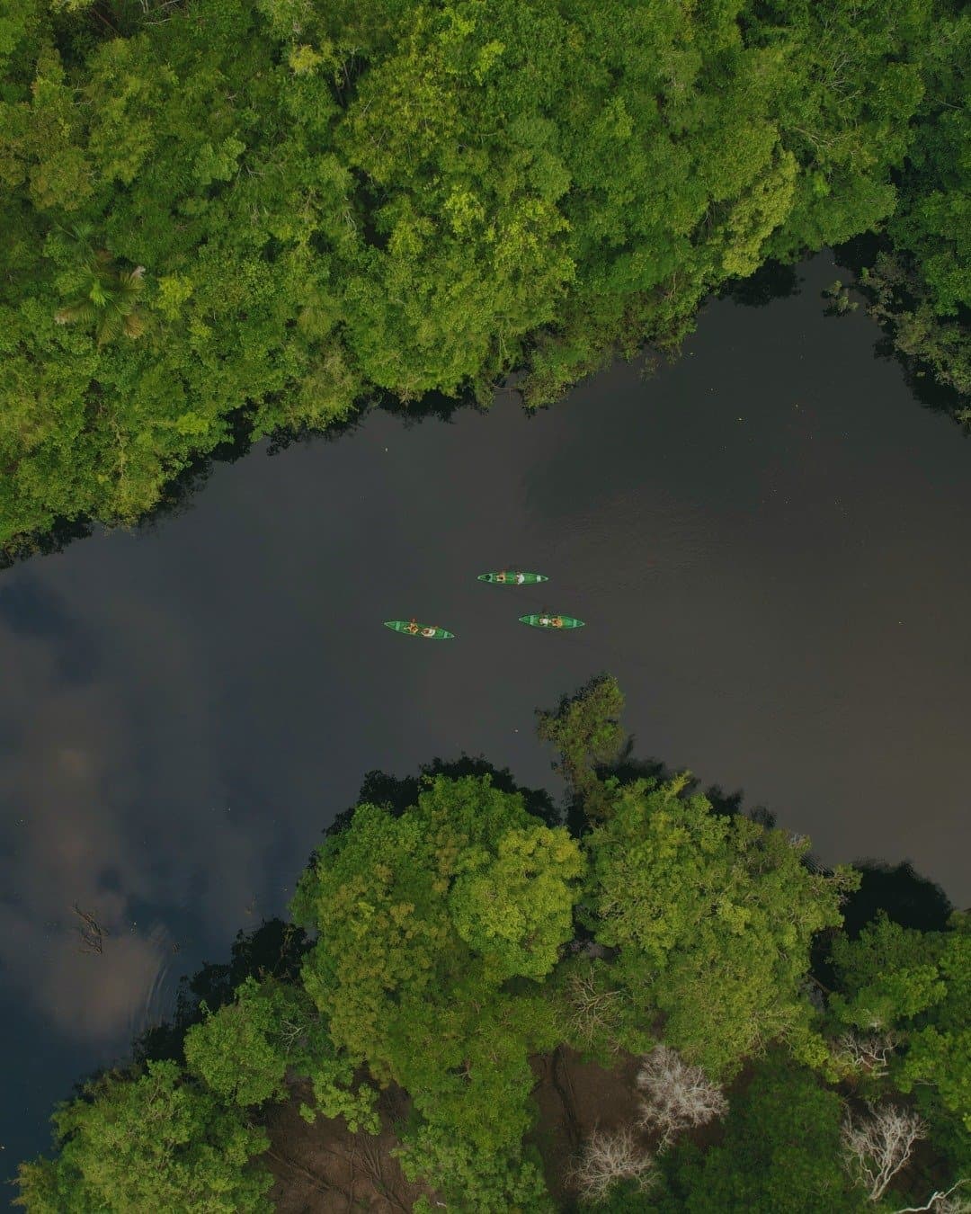 Drei Boote, ein Fluss, unendlich viel Grün drumherum. Luftaufnahme von drei Kanus auf einem dunklen Flusskanal, umgeben vom dichten Blätterdach des Amazonas-Regenwalds beim Juma Amazon Jungle Lodge