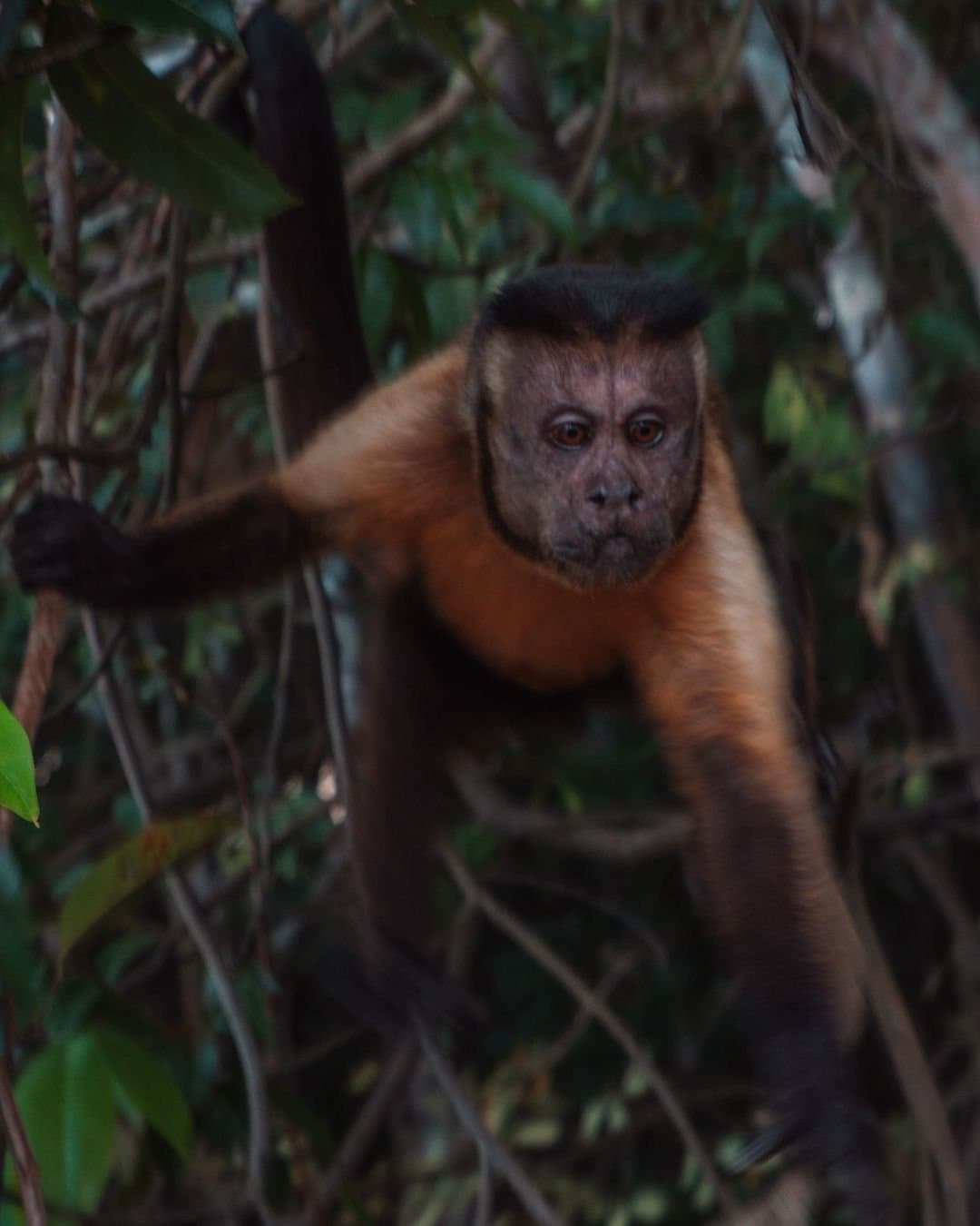 Dieser hier hat entschieden, dass er der Neugierige von euch beiden ist. Ein Büschelaffe mit bernsteinfarbenem Fell und dunkler Schädeldecke klammert sich an Äste im dichten Blätterdach des Juma Amazon Jungle Lodge