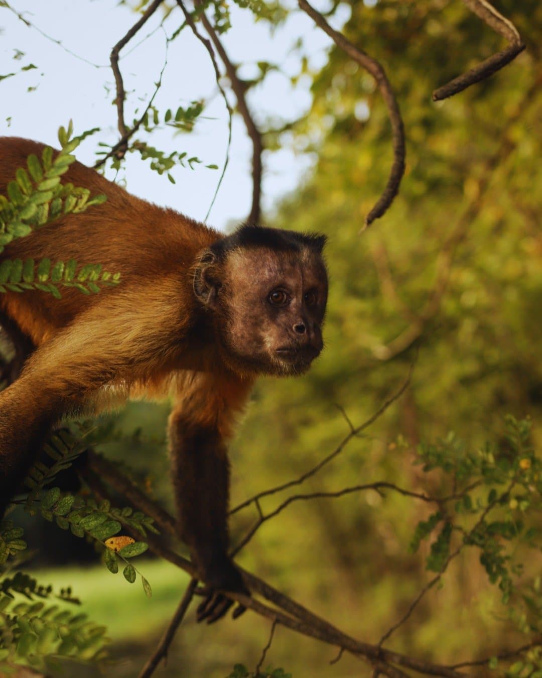 Prüfender Blick aus dem Geäst, er hat Sie schon längst bemerkt. Ein brauner Kapuzineraffe sitzt auf einem Ast zwischen grünem Laub in der Juma Amazon Jungle Lodge und blickt aufmerksam in die Ferne