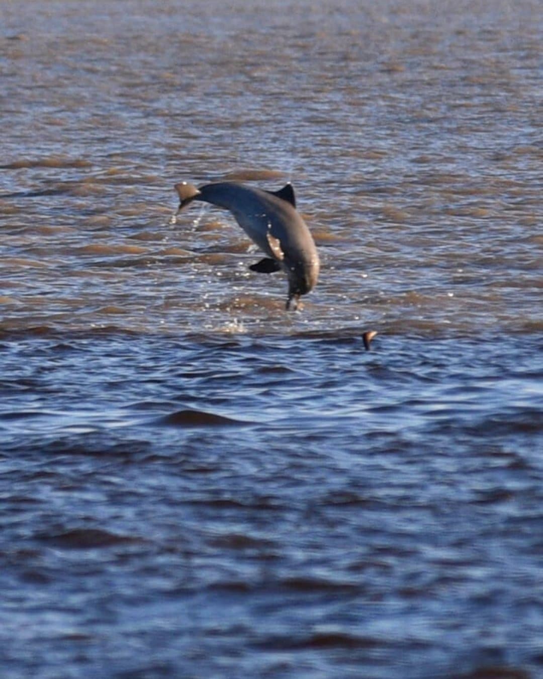 Kein Ankündigung, nur ein Sprung aus dem Nichts. Ein dunkelgrauer Delfin springt vollständig aus einem breiten, bräunlichen Fluss in der Nähe der Juma Amazon Jungle Lodge, im Hintergrund ist die Flosse eines zweiten Delfins zu sehen