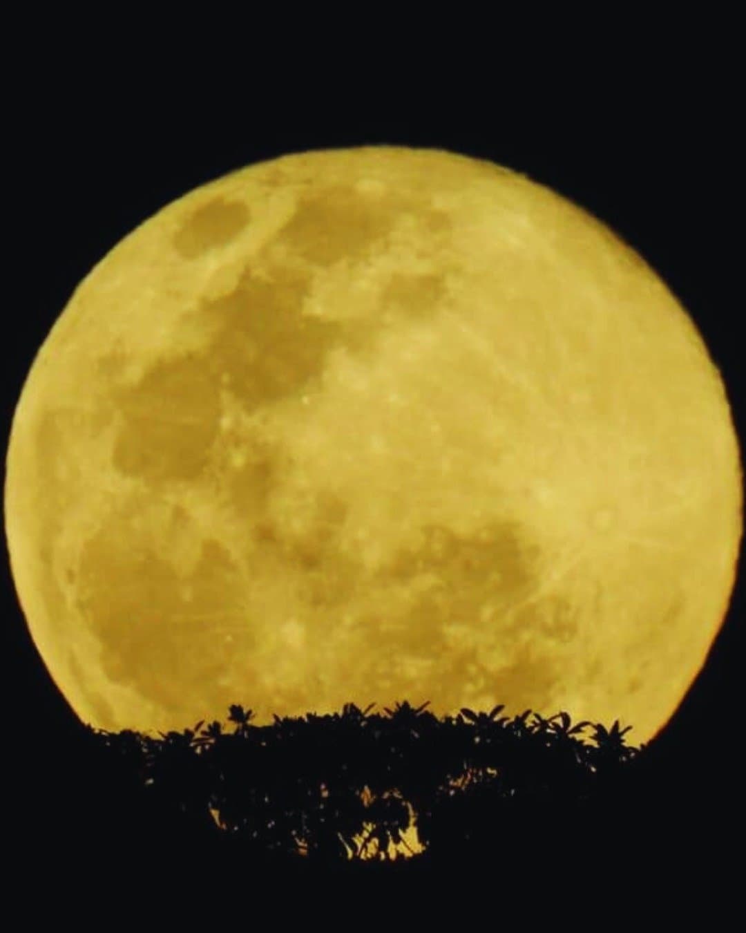 Der Amazonas-Nachthimmel braucht keine Straßenbeleuchtung. Ein riesiger goldener Vollmond erhebt sich über die dunkle Silhouette des tropischen Regenwaldes der Juma Amazon Jungle Lodge