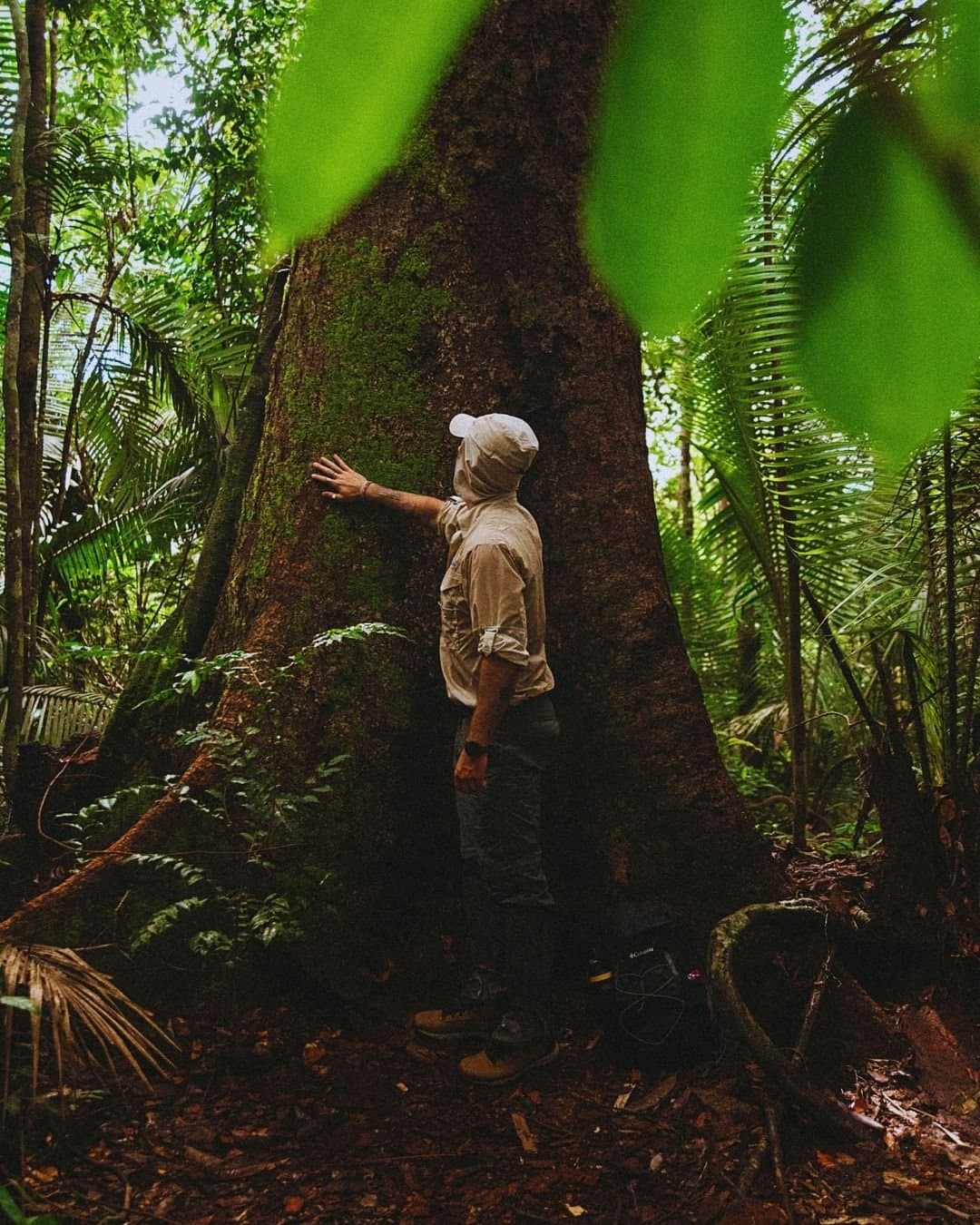 Manche Bäume hier sind älter als die meisten Länder dieser Welt. Ein Besucher legt seine Hand auf den riesigen, moosbedeckten Stamm eines Urwaldbaums beim Juma Amazon Jungle Lodge, umgeben von Farnen und dichter tropischer Vegetation