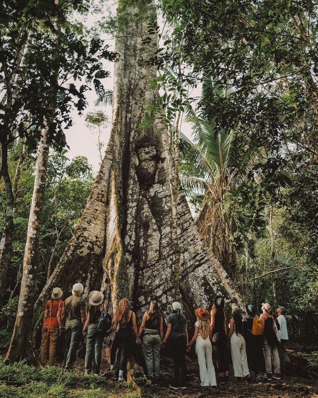 Manche Bäume brauchen keine Worte, die Stille spricht für sie. Eine Gruppe von Ökotouristen steht an der Basis eines riesigen Sumauma-Baums mit Brettwurzeln im Juma Amazon Jungle Lodge, sein massiver Stamm überragt die Besucher im dichten Regenwald