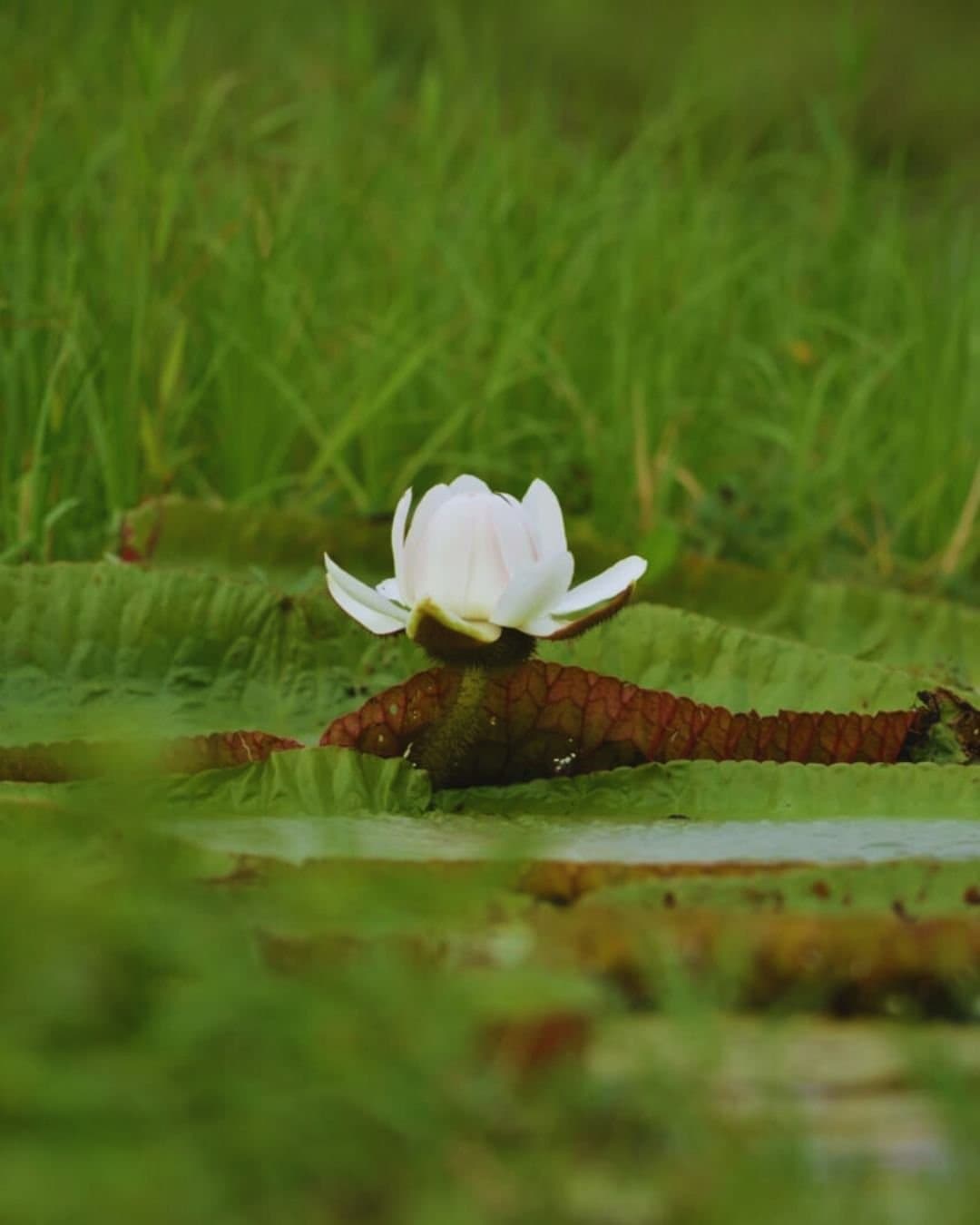 Mitten im Amazonas blüht manches, ohne Publikum zu brauchen. Eine weiße Seerosenblüte auf einem großen gerippten Blatt im Juma Amazon Jungle Lodge, umgeben von üppigem Grün, das sich im stillen dunklen Wasser spiegelt