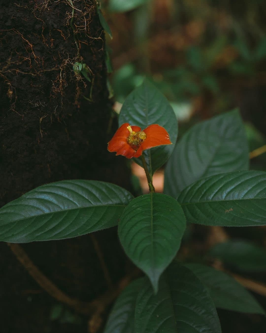 Der Dschungel versteckt seine schönsten Farben ganz nah am Boden. Eine winzige rot-orange Wildblume mit gelben Staubblättern blüht im Juma Amazon Jungle Lodge, umgeben von dunkelgrünen Blättern neben einem moosbedeckten Baumstamm