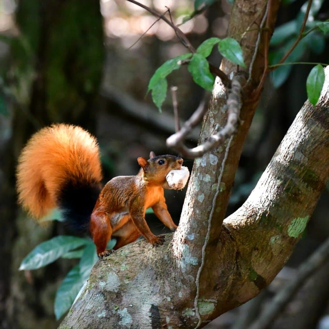 Vorräte gesichert, Aufgabe erledigt, weiter geht's. Ein leuchtend rotbraunes Eichhörnchen mit schwarz-orangenem Schwanz sitzt auf einem bemoosten Ast und hält eine Nuss im Maul – Juma Amazon Jungle Lodge