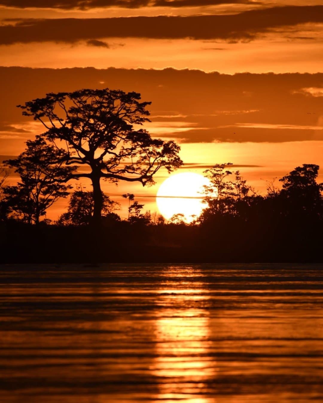 Abends gehört der Fluss dem Himmel, und dem Staunen. Ein feuriger orangefarbener Sonnenuntergang an der Juma Amazon Jungle Lodge, mit einem großen Baum als Silhouette vor der leuchtenden Sonnenscheibe hinter dem dichten Regenwald, gespiegelt im stillen Fluss darunter