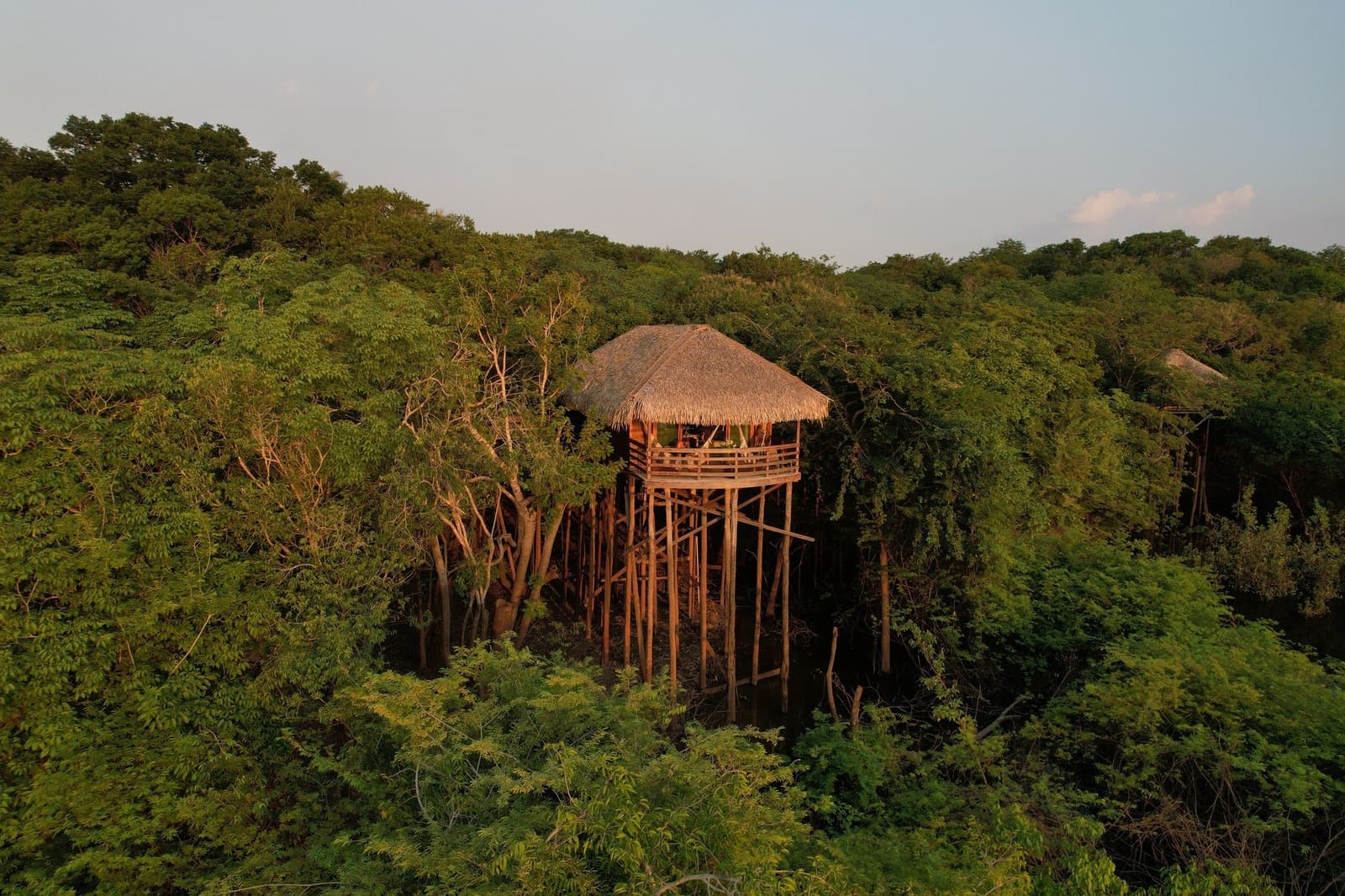 Schlafen auf Bodenniveau, Ausblick auf einem anderen. Ein erhöhtes Reetdach-Bungalow der Juma Amazon Jungle Lodge ragt auf hohen Holzstelzen aus dem Blätterdach hervor und ist in warmes Abendlicht getaucht