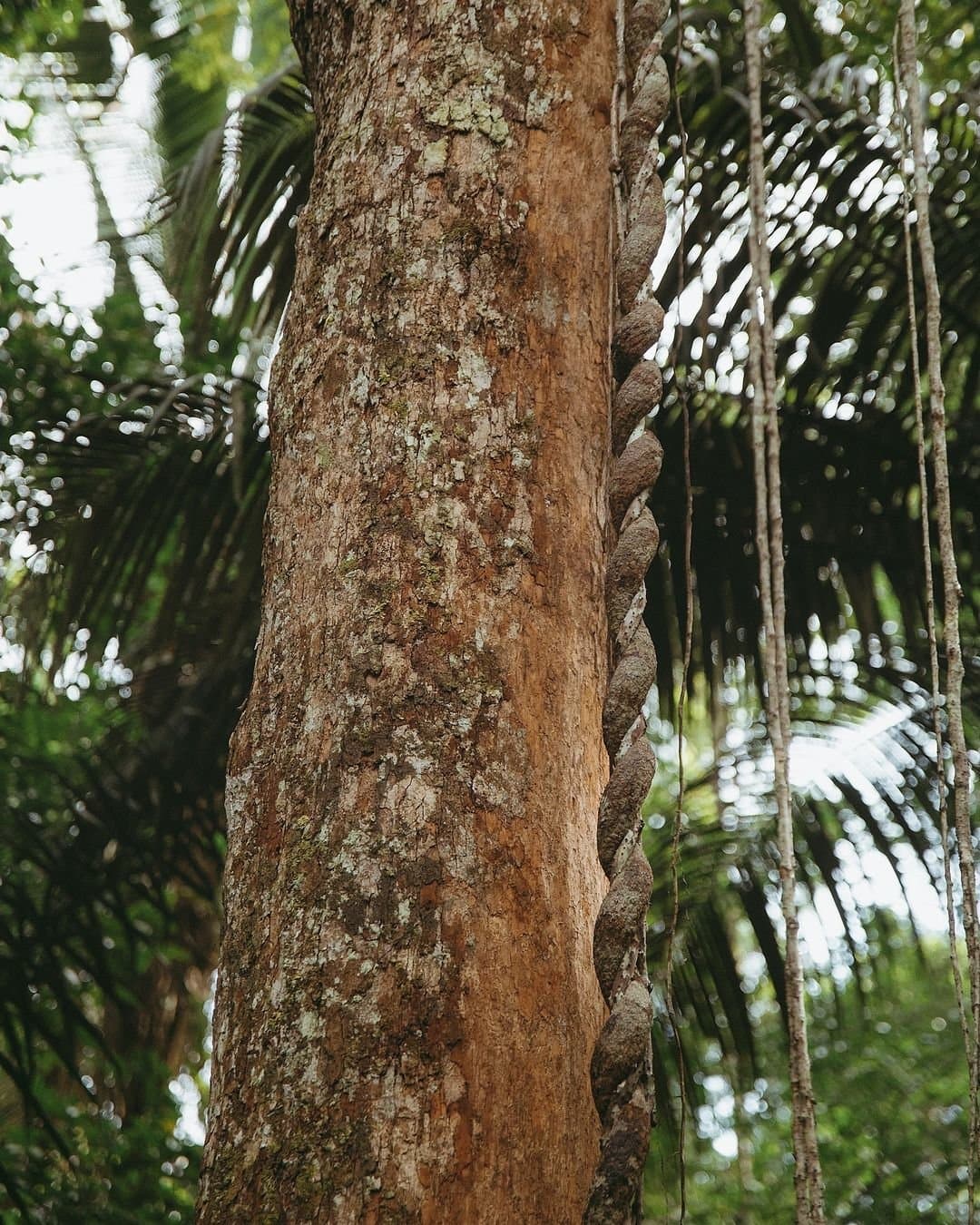 An dieser Spirale arbeitet der Wald schon länger, als irgendjemand von uns auf der Welt ist. Eine dicke, seilartige Liane, die sich eng um einen hohen Baumstamm im Juma Amazon Jungle Lodge windet, mit Palmwedeln und Luftwurzeln im unscharfen Hintergrund