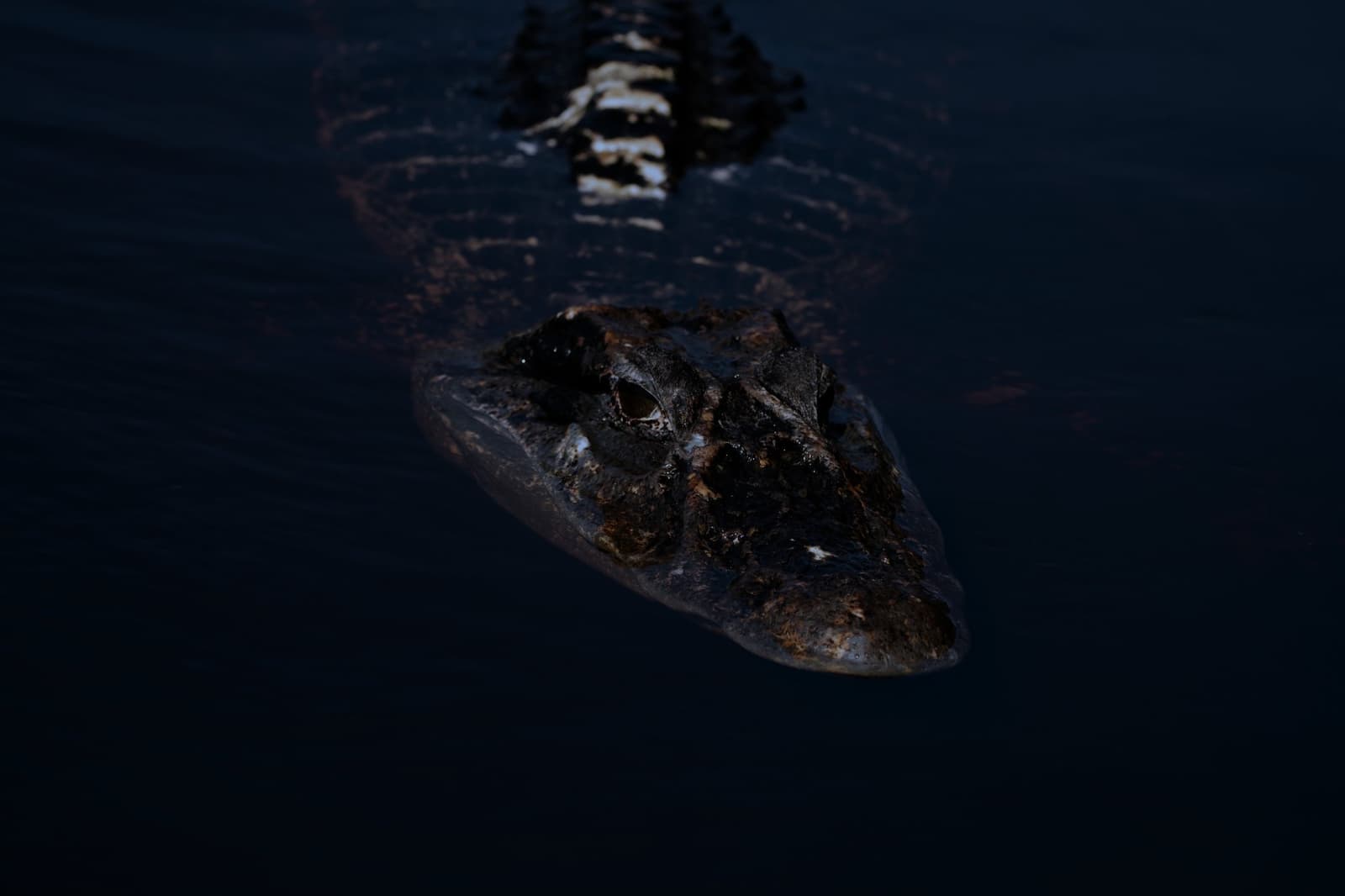 Geduldig, uralt und völlig unbeeindruckt von Ihrem Boot. Ein Kaiman gleitet nachts lautlos durch dunkles Wasser, sein strukturierter Kopf und gebänderter Schwanz bei einem nächtlichen Wildtierausflug von einer Luxus-Amazonas-Lodge in Brasilien beleuchtet