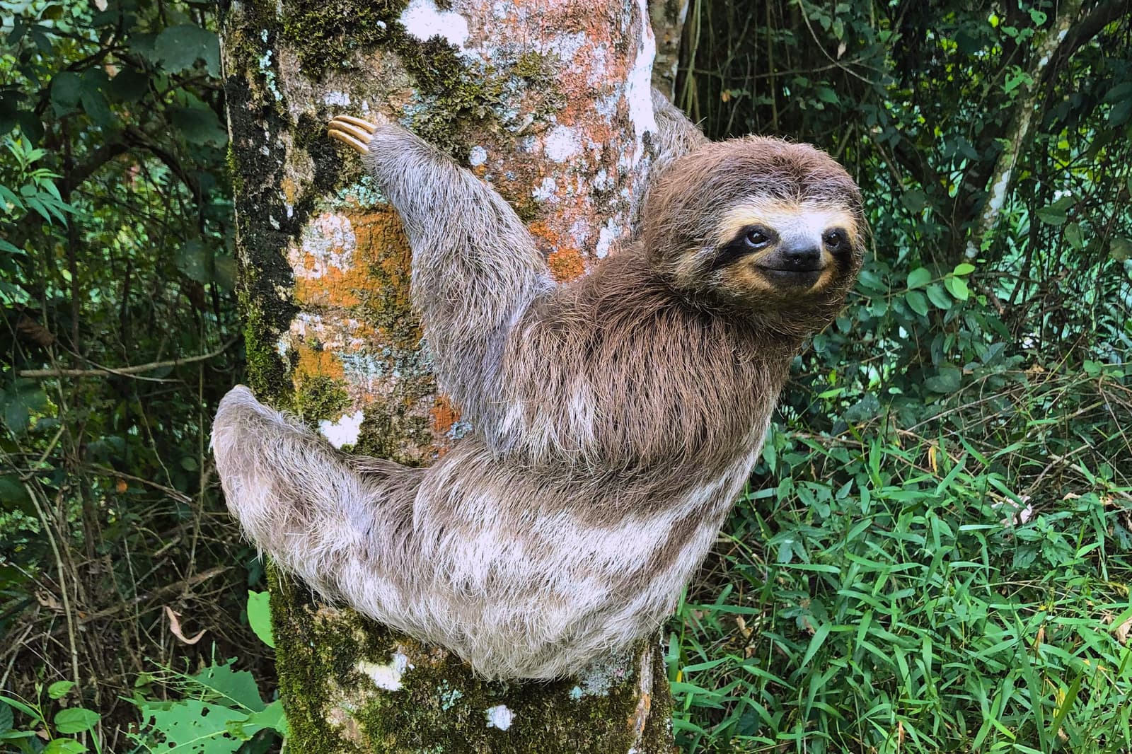 Sein Zeitplan, seine Regeln, der Amazonas lässt sich nicht hetzen. Ein Dreizehen-Faultier klammert sich an einen flechtenbedeckten Baumstamm und blickt direkt in die Kamera inmitten üppiger Regenwaldvegetation