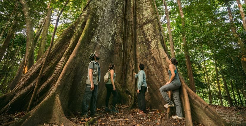 Tour Amazzonia da Manaus: 3 giorni nella giungla brasiliana Tour Amazzonia da Manaus: 3 giorni nella giungla brasiliana