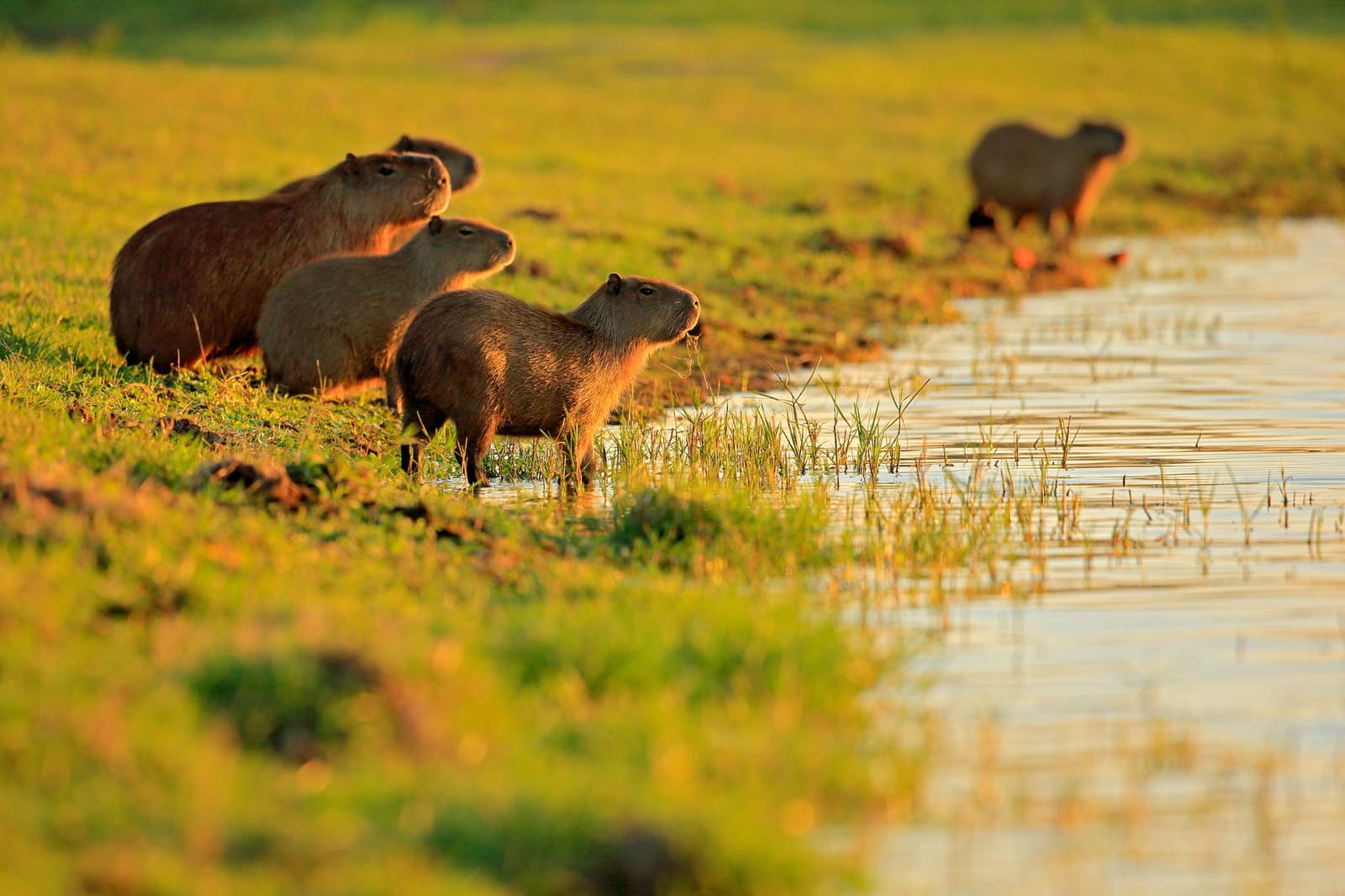 Rush hour on the riverbank, capybara style. A group of capybaras grazing and wading along a shallow flooded grassland edge at golden hour on a Pantanal Bonito tour
