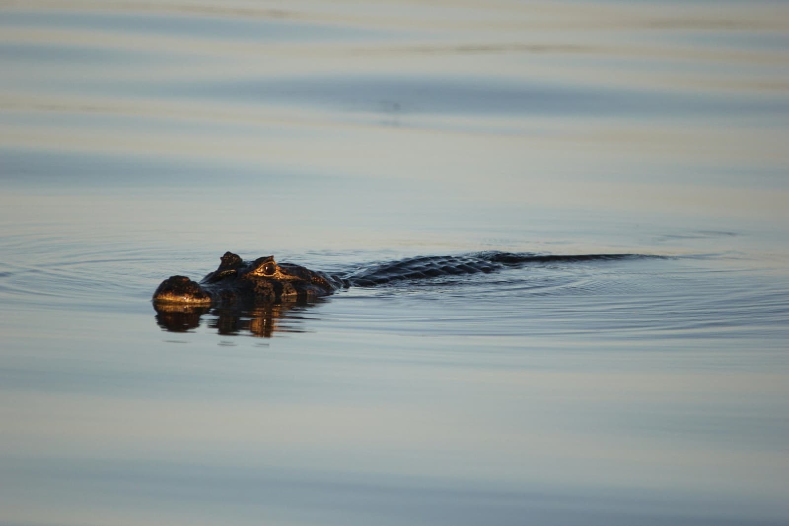 Uralt, geduldig und von eurem Boot vollkommen unbeeindruckt. Ein Kaiman gleitet lautlos an der Wasseroberfläche eines ruhigen Flusses im Pantanal, nur Kopf und Rücken sind sichtbar