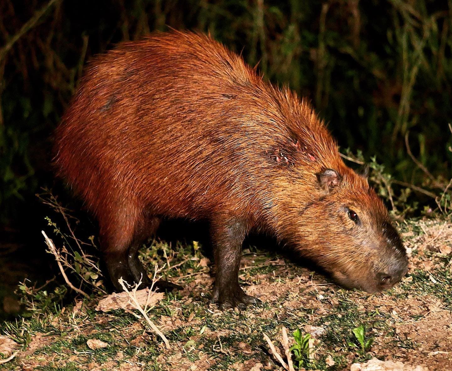 Kein Stress, kein Eilen, das Wasserschwein macht seinen eigenen Zeitplan. Ein Capybara sucht nachts am dunklen Flussufer nach Nahrung, sein rotbraunes Fell von einem Scheinwerfer beleuchtet