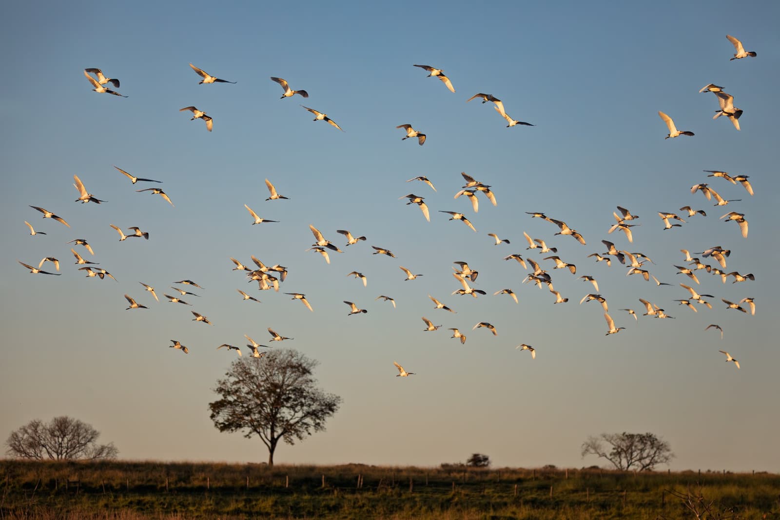Hunderte Vögel, ein einsamer Baum, und das perfekte Abendlicht. Ein großer Schwarm weißer Watvögel erhebt sich bei goldenem Abendlicht über dem offenen Grasland, mit Baumsilhouetten vor blauem Himmel