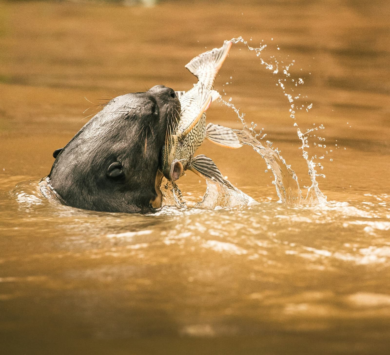 Blitzschnell, präzise, und der Fisch hatte keine Chance. Ein Riesenotter taucht aus braunem Flusswasser auf und hält einen großen gemusterten Fisch in seinen Kiefern