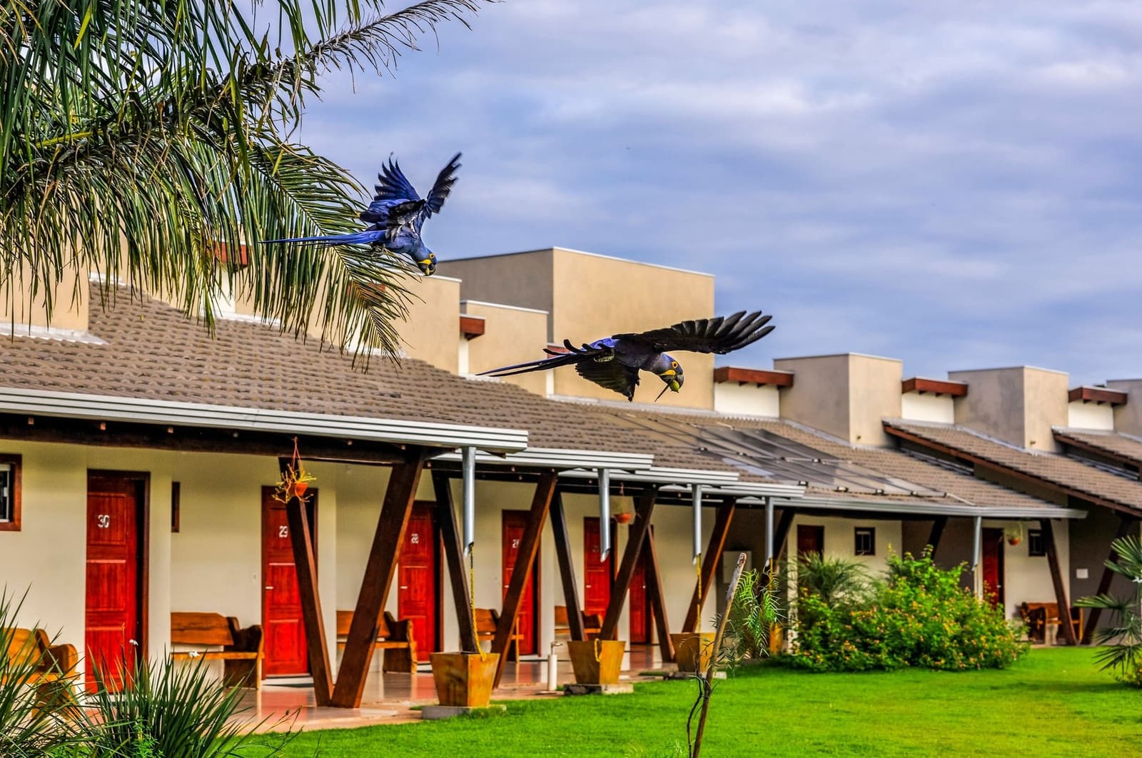 Die lautesten Gäste der Lodge brauchen kein Zimmer. Zwei Hyazinth-Aras fliegen über die Ziegeldächer und rot bemalten Bungalows einer Pantanal-Lodge