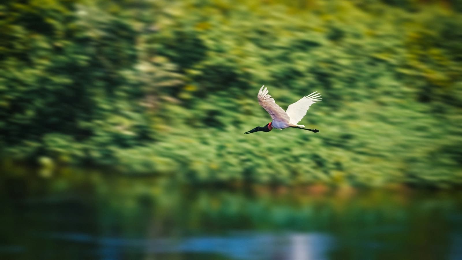 Südamerikas größter Storch kennt seinen Weg ganz genau. Ein Jabiru-Storch im vollen Flug über einem grünen Feuchtgebiet, weißes Gefieder und schwarz-roter Hals vor verschwommenem Waldhintergrund
