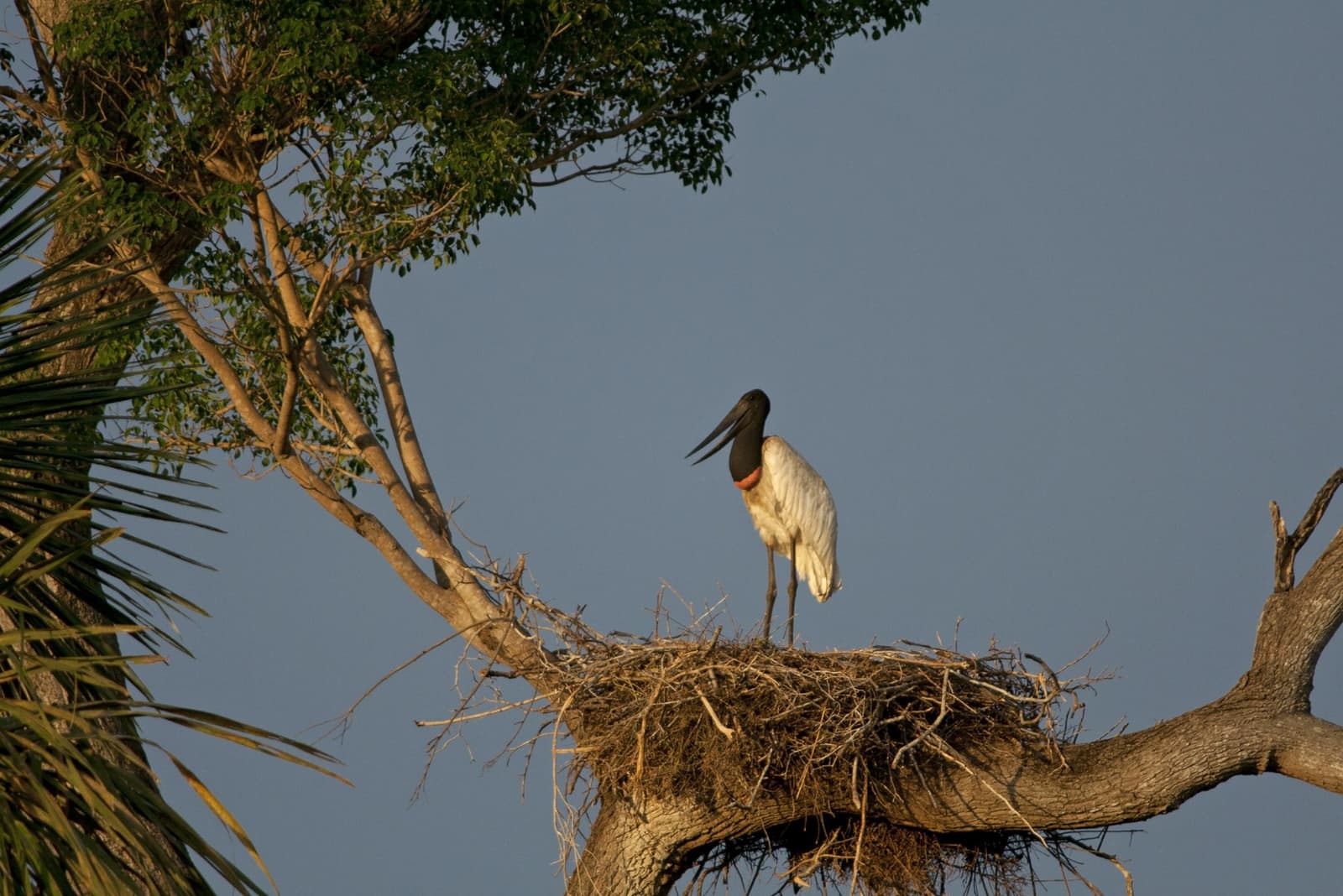 Dieser Storch hat seine Adresse gewählt: ganz oben, kein Kompromiss. Ein Jabiru-Storch steht aufrecht auf einem großen Astnest hoch in einem Baum, sein schwarzer Kopf und das rote Halsband leuchten vor dem klaren blauen Himmel