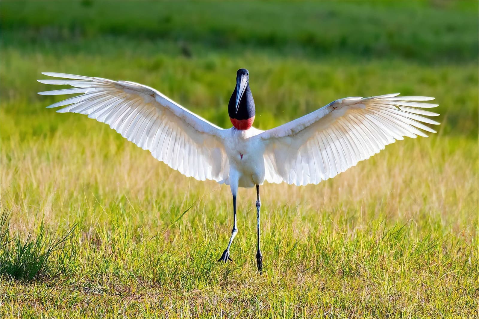 Flügel auf, Bühne frei, der Jabiru macht keinen kleinen Auftritt. Ein Jabiru-Storch breitet seine riesigen weißen Flügel weit auf einer Pantanal-Graslandschaft aus und zeigt seinen schwarzen Kopf und das leuchtend rote Halsband