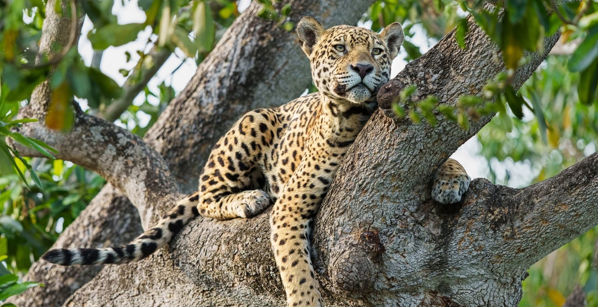 Pantanal Jaguar Budget-Safari Pantanal Jaguar Budget-Safari