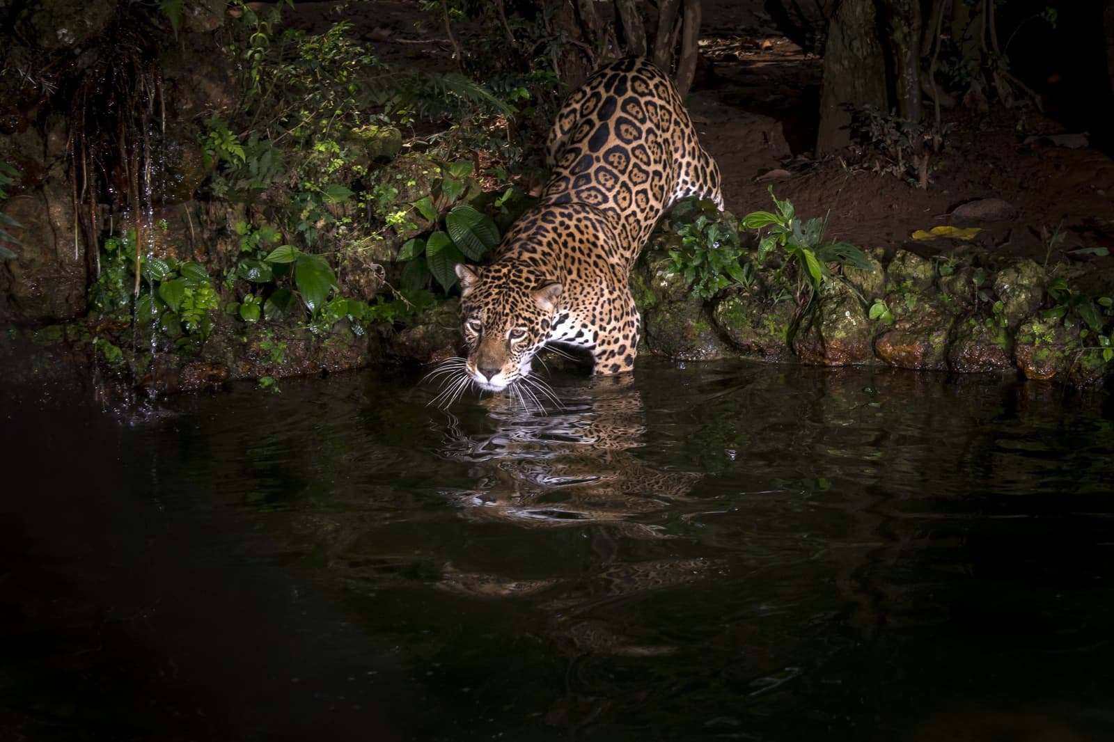 Kein Zögern, kein Publikum nötig. Ein Jaguar watet nachts in einen dunklen Fluss beim Pantanal-Jaguar-Budget-Safari, sein geflecktes Fell spiegelt sich im stillen Wasser vor einem üppigen grünen Ufer